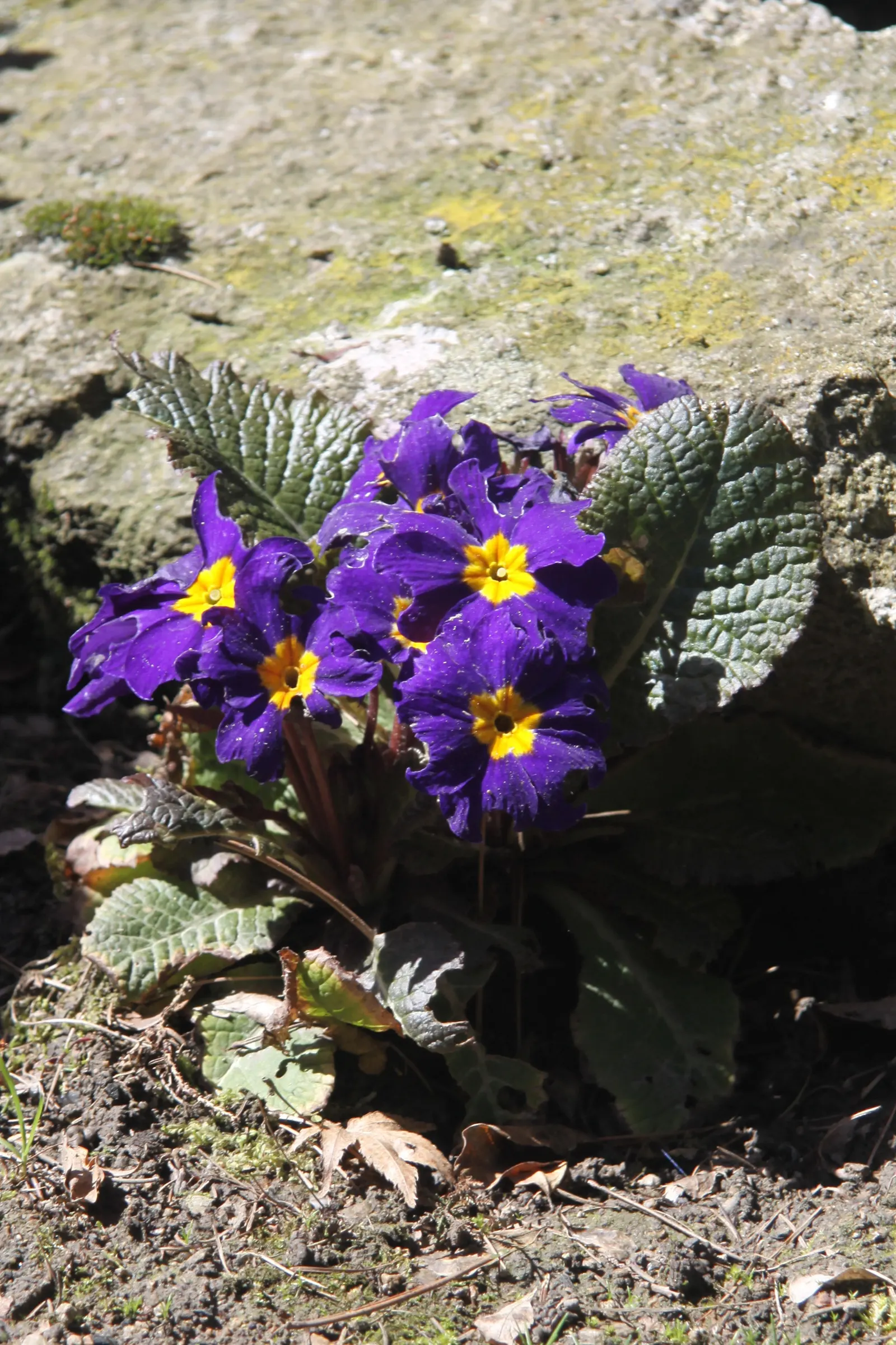 English Primrose (Primula X Polyantha) — well-draining soil with a pH between 6.0 and 7.0; with a variety of vibrant colors ranging from white, image 72