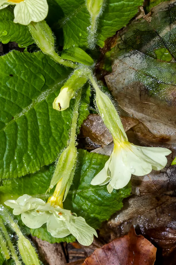 English Primrose (Primula X Polyantha) — Its lush rosettes and fragrant clusters are perfect for borders, rock gardens, or as ground cover, image 113