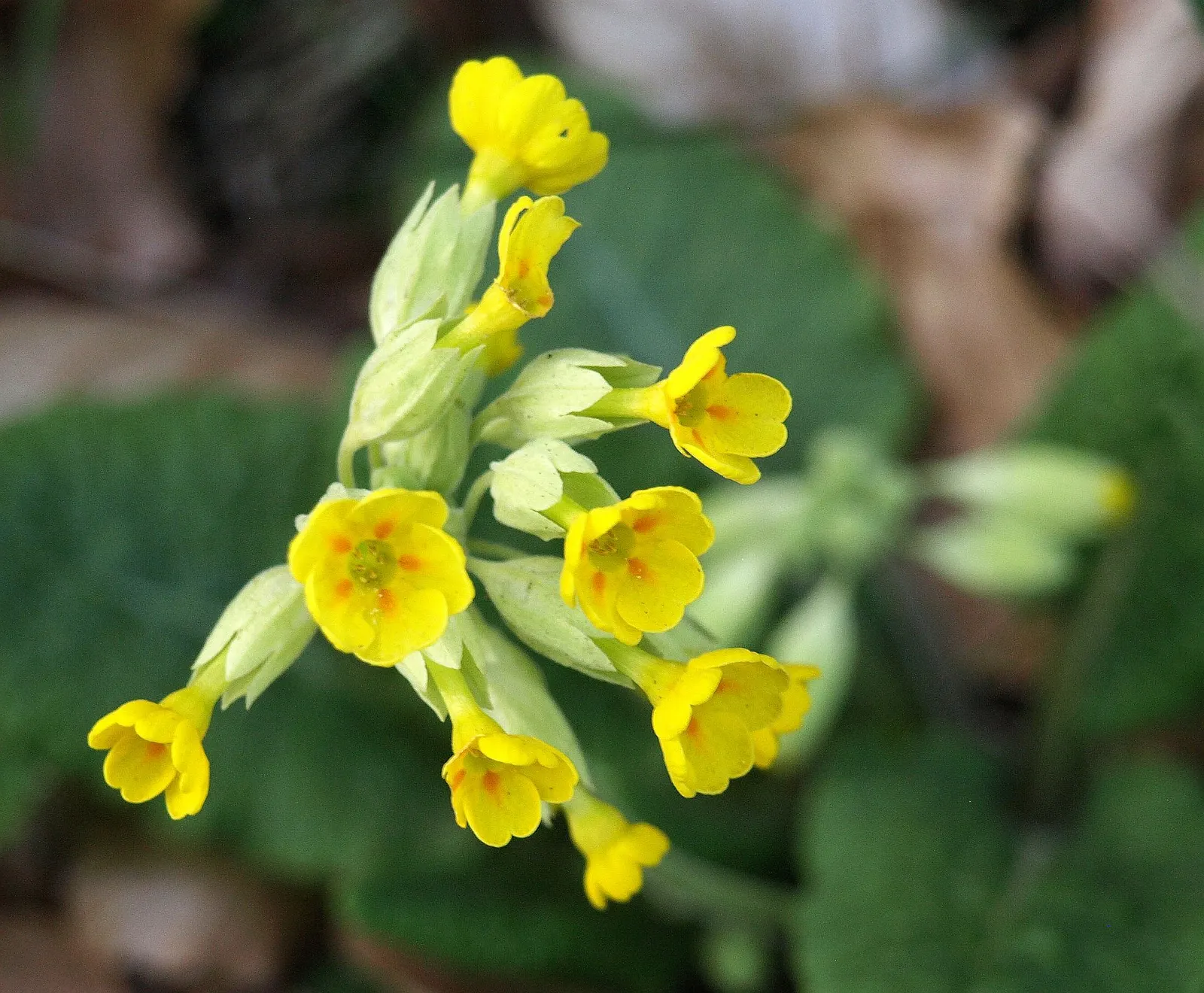 English Primrose (Primula X Polyantha) — plant English Primroses 6 to 12 inches apart in fertile; a hybrid of Primula vulgaris and Primula veris, image 152