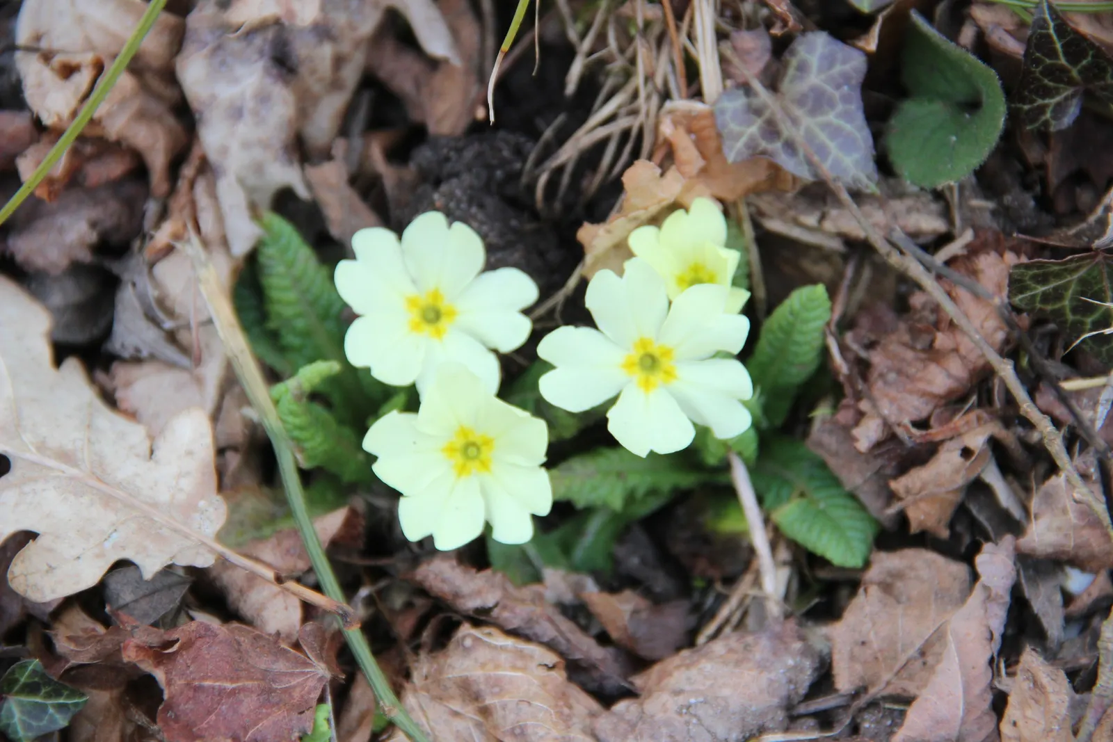 English Primrose (Primula X Polyantha) — <br><br>The English Primrose is notable for its rosette of oblong; making it an excellent ground cover or, image 118