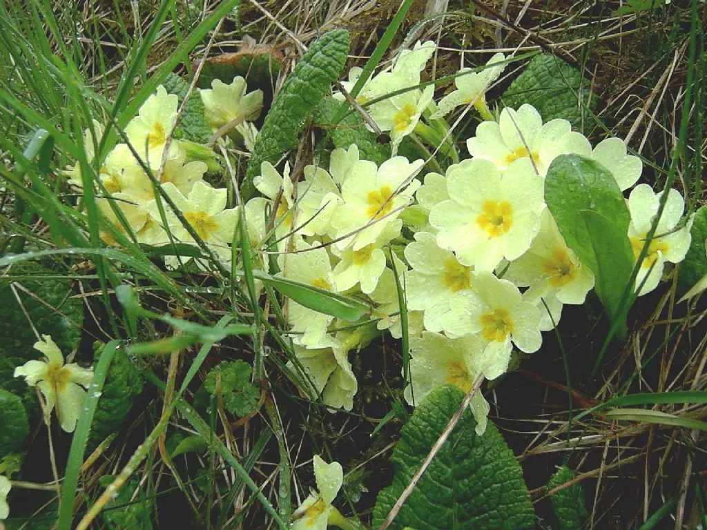 English Primrose (Primula X Polyantha) — annual / ground cover for half; so proper location and soil management are crucial for this springtime gem, image 108
