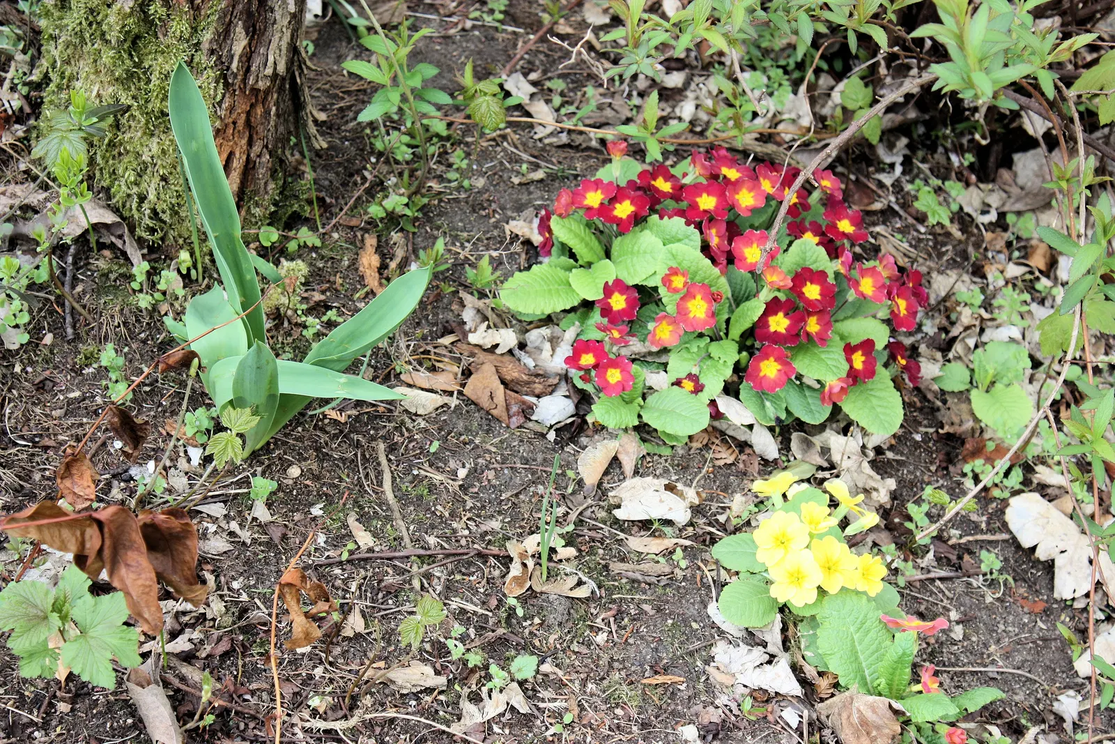 English Primrose (Primula X Polyantha) — and red to purple and yellow.<br><br>For the optimal visual impact and health; is a vibrant perennial boasting a