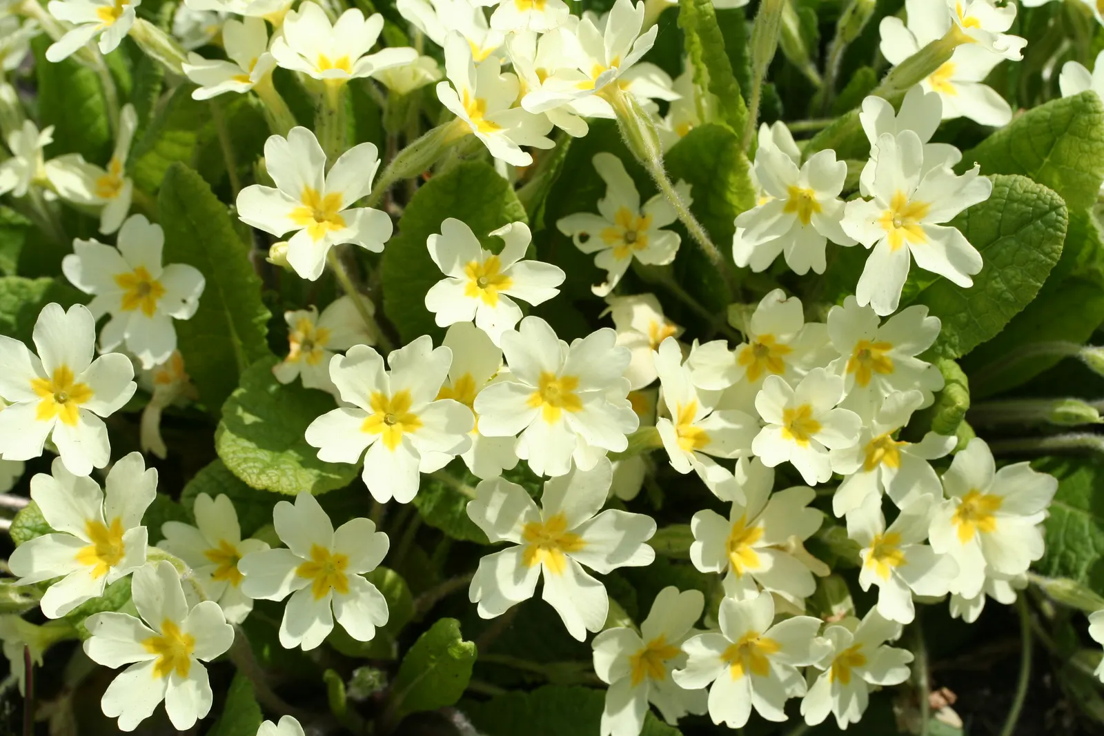 English Primrose (Primula X Polyantha) — Preferring partial shade, this early spring bloomer requires well-draining soil; blue flowers in the garden