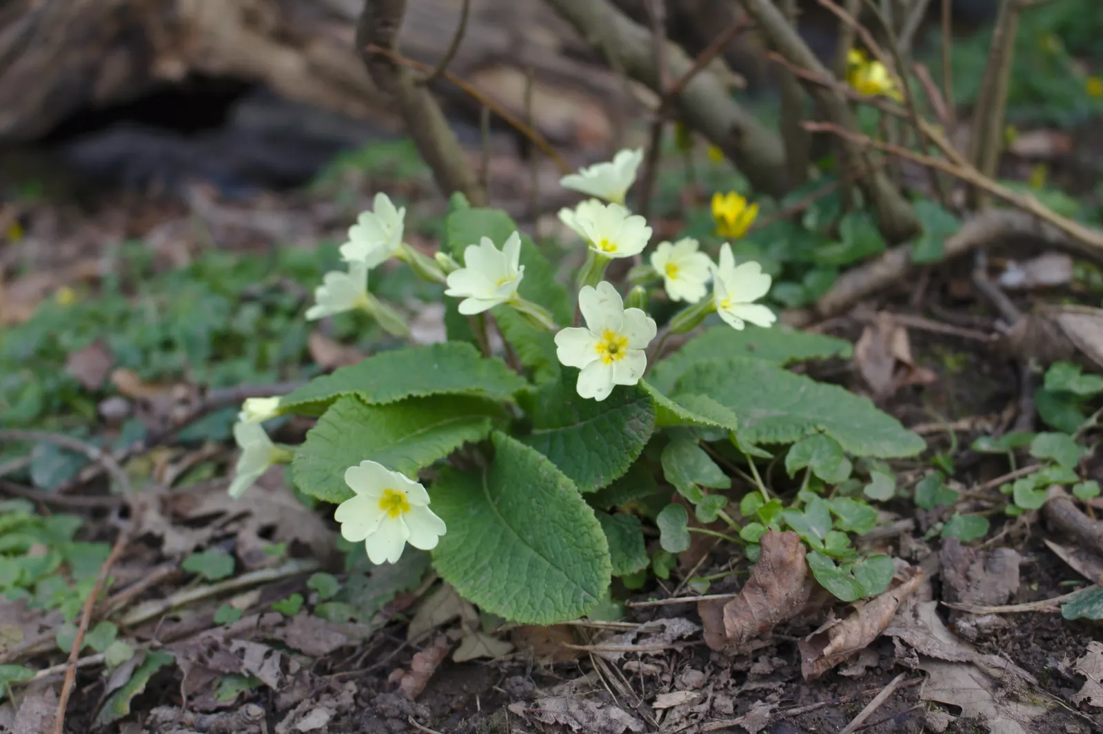 English Primrose (Primula X Polyantha) — ranging from white to deep violet; measuring about 4 to 6 inches in length, image 56