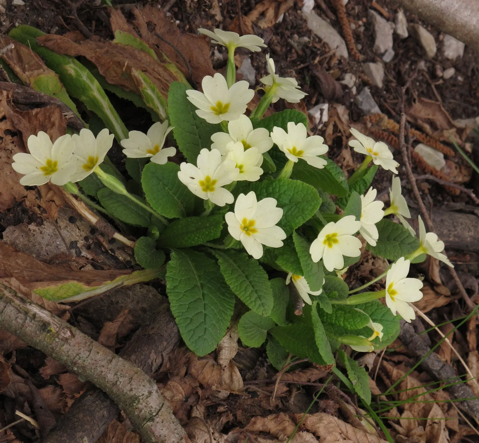 English Primrose (Primula X Polyantha) — This lovely specimen is perfect for cottage gardens and woodland settings