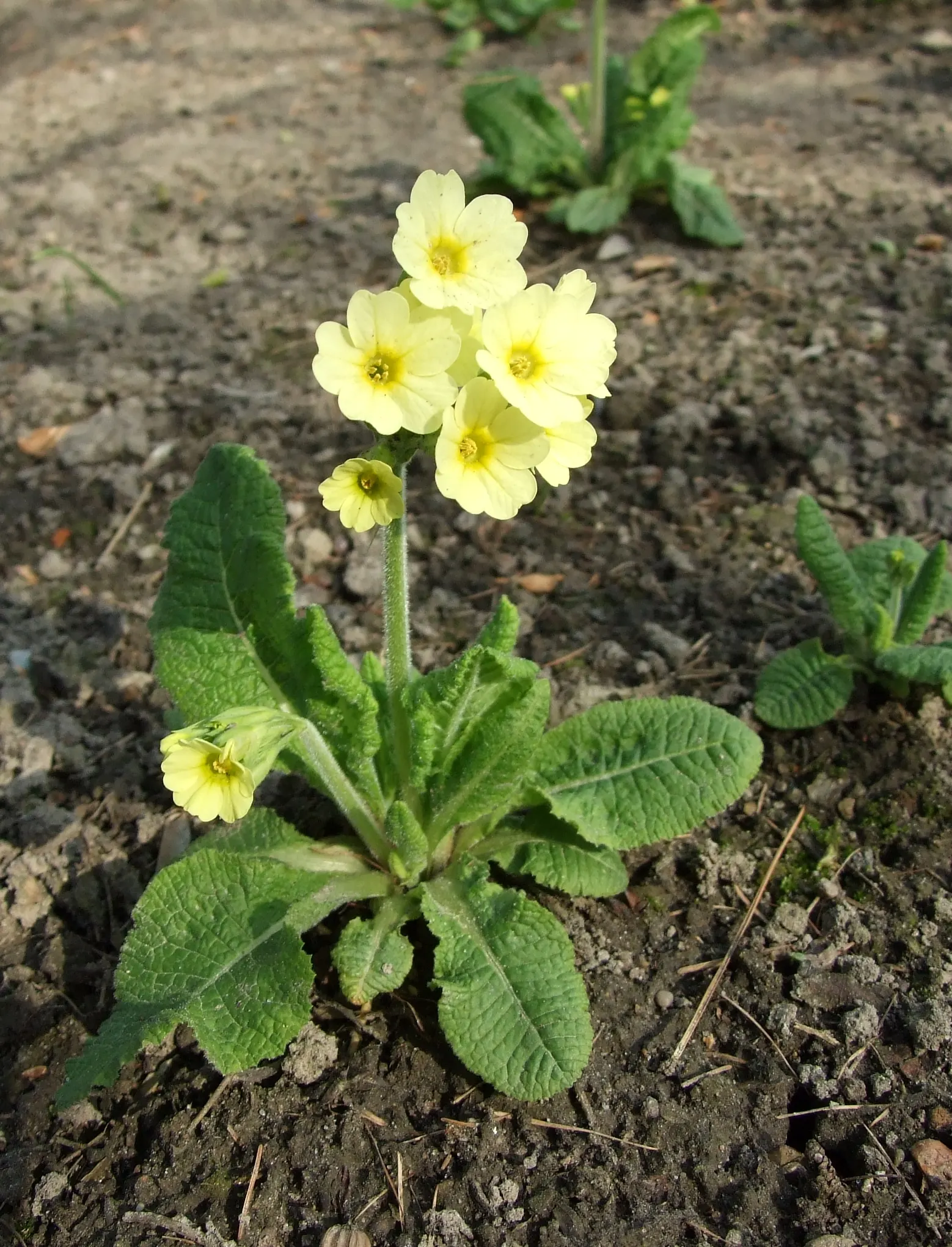 English Primrose (Primula X Polyantha) — annual / ground cover for half; so proper location and soil management are crucial for this springtime gem, image 81