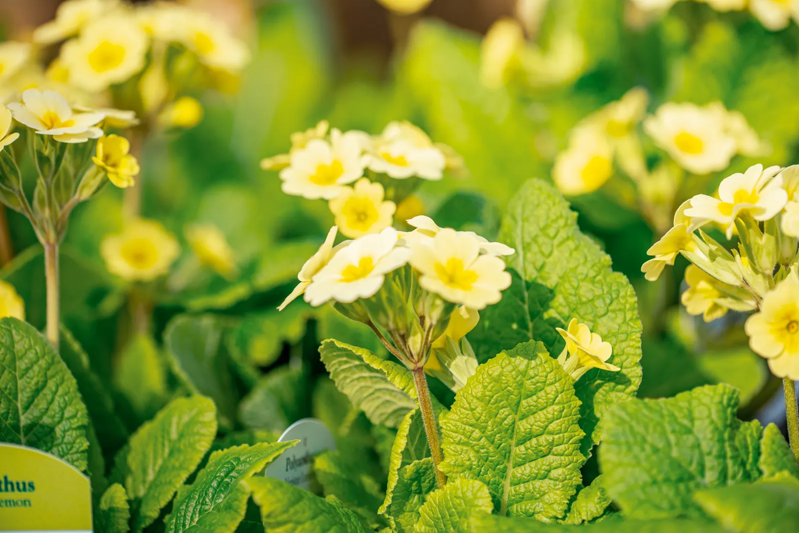 English Primrose (Primula X Polyantha) — Preferring partial shade, this early spring bloomer requires well-draining soil; blue flowers in the garden, image 85