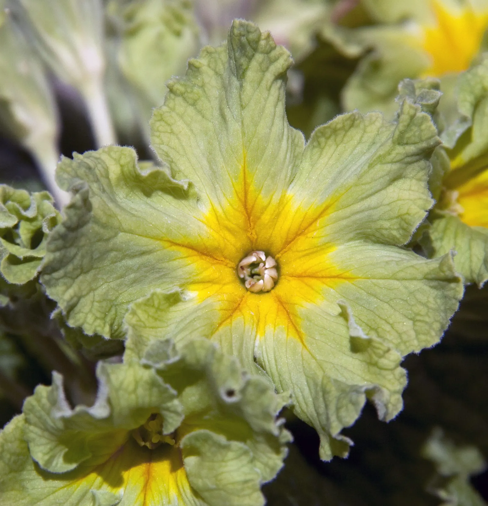 English Primrose (Primula X Polyantha) — so proper location and soil management are crucial for this springtime gem; flourishing in zones 3-8, it reaches 6-12