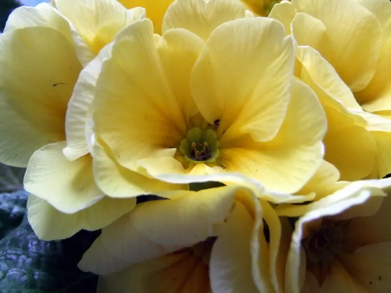 English Primrose (Primula X Polyantha) — the plant reaches a modest height of 6 to 12 inches with an equal spread; annual / ground cover for half