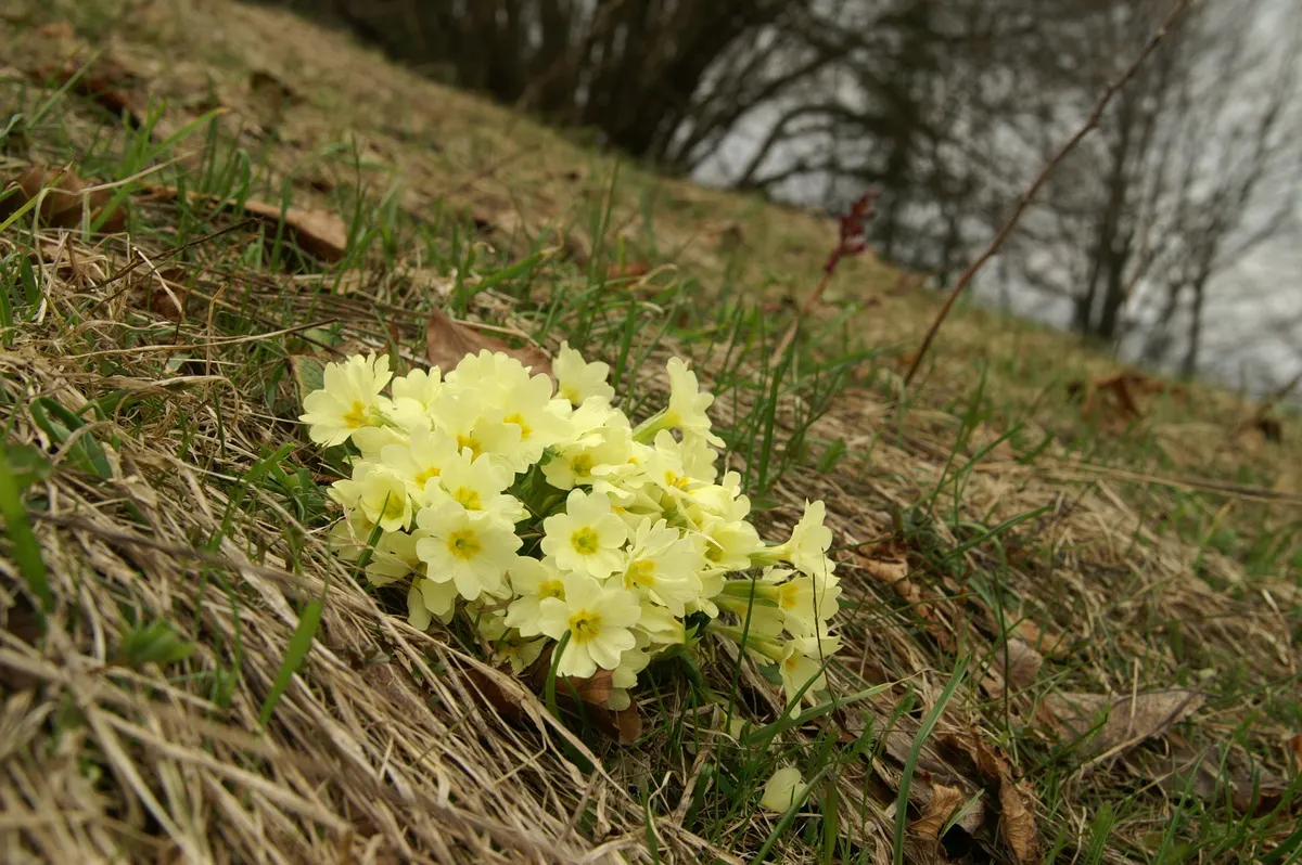 English Primrose (Primula X Polyantha) — Flourishing in zones 3-8, it reaches 6-12 inches in height and spreads about 8-12 inches; well-draining soil with a pH
