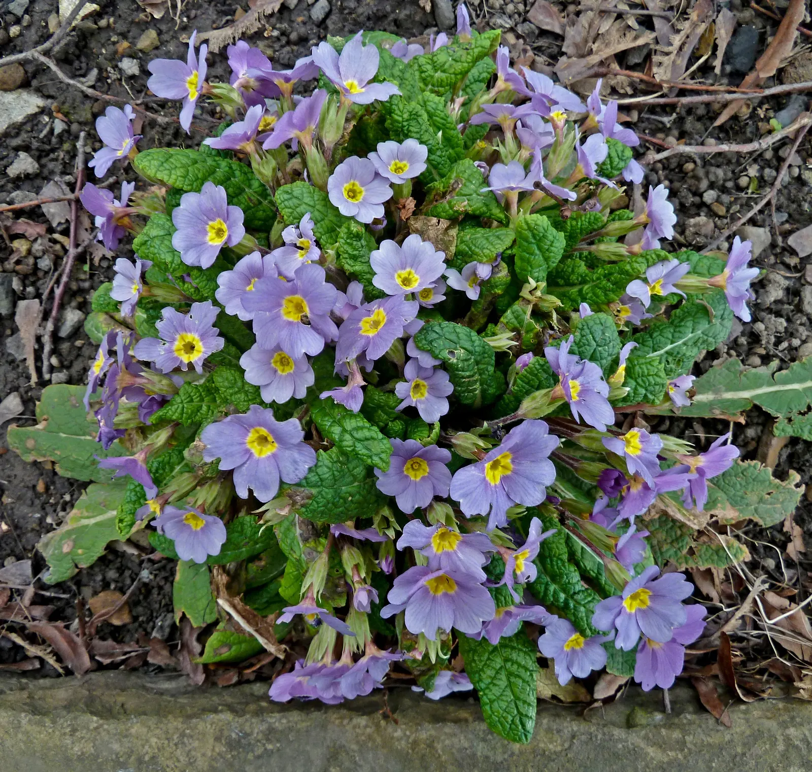 English Primrose (Primula X Polyantha) — so proper location and soil management are crucial for this springtime gem; flourishing in zones 3-8, it, image 78