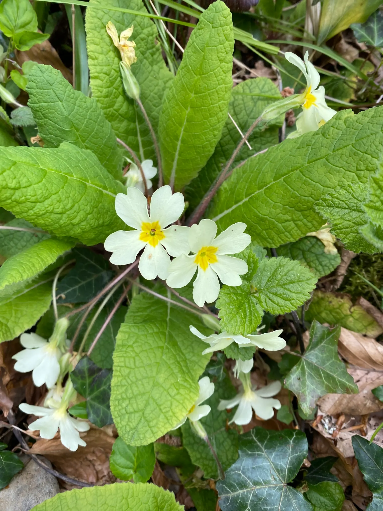 English Primrose (Primula X Polyantha) — annual / ground cover for half