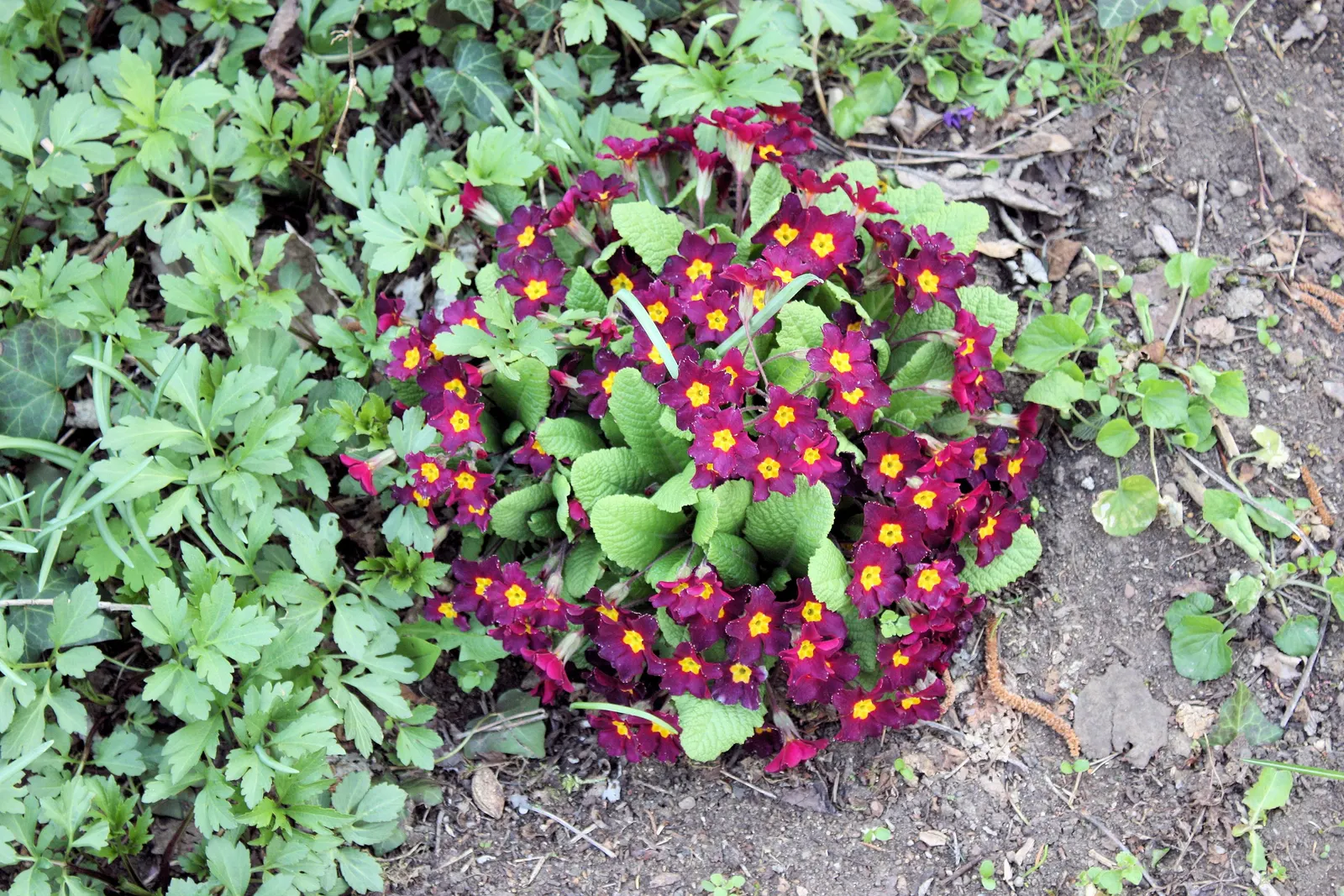 English Primrose (Primula X Polyantha) — <br><br>The English Primrose is notable for its rosette of oblong; making it an excellent ground cover or border plant