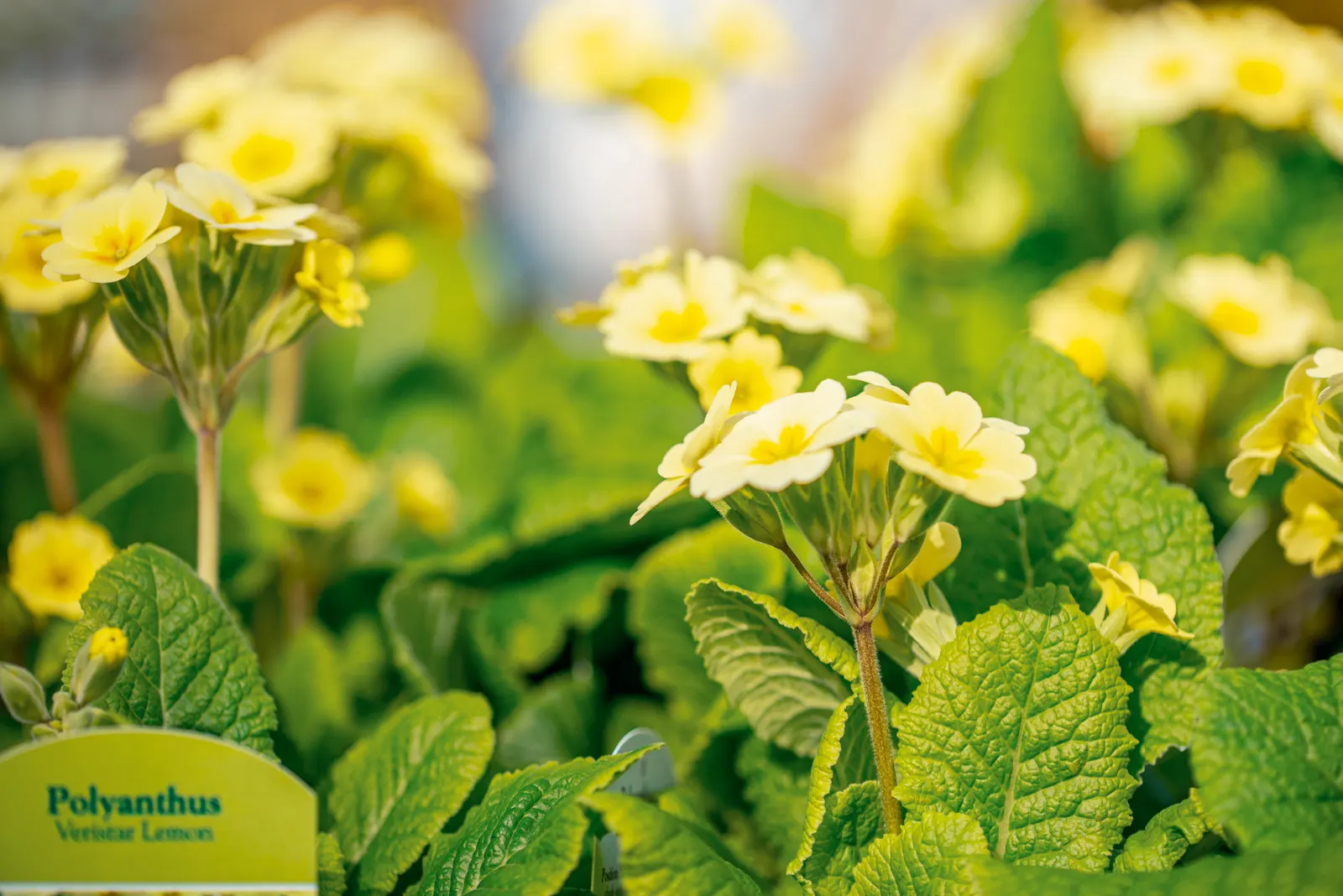 English Primrose (Primula X Polyantha) — This lovely specimen is perfect for cottage gardens and woodland settings; this hardy plant prefers, image 75