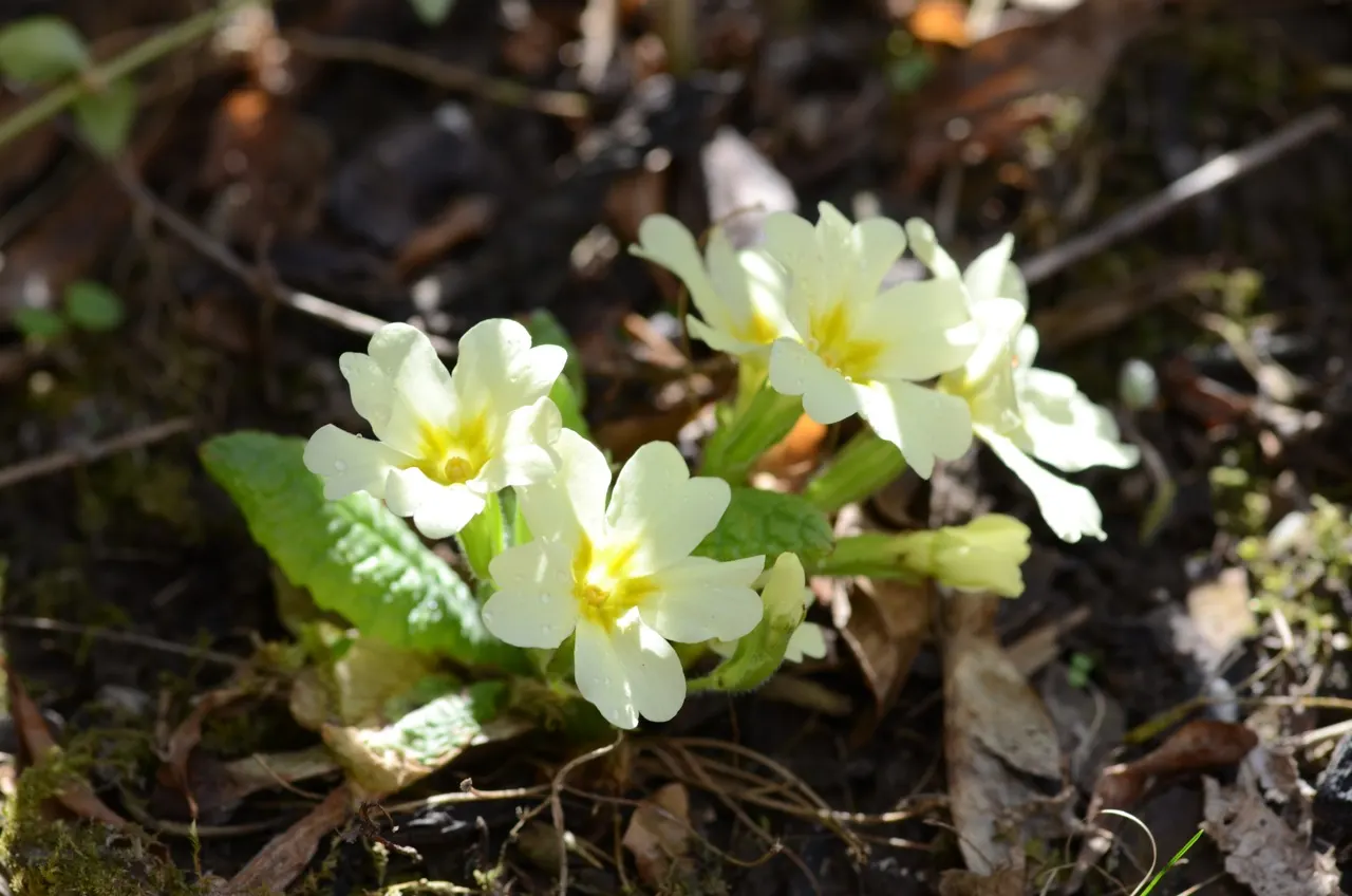 English Primrose (Primula X Polyantha) — Its lush rosettes and fragrant clusters are perfect for borders, rock gardens, or as ground cover, image 32