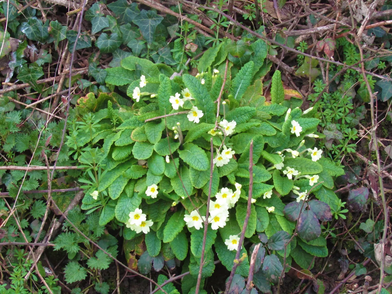 English Primrose (Primula X Polyantha) — Its lush rosettes and fragrant clusters are perfect for borders, rock gardens, or as ground cover, image 167