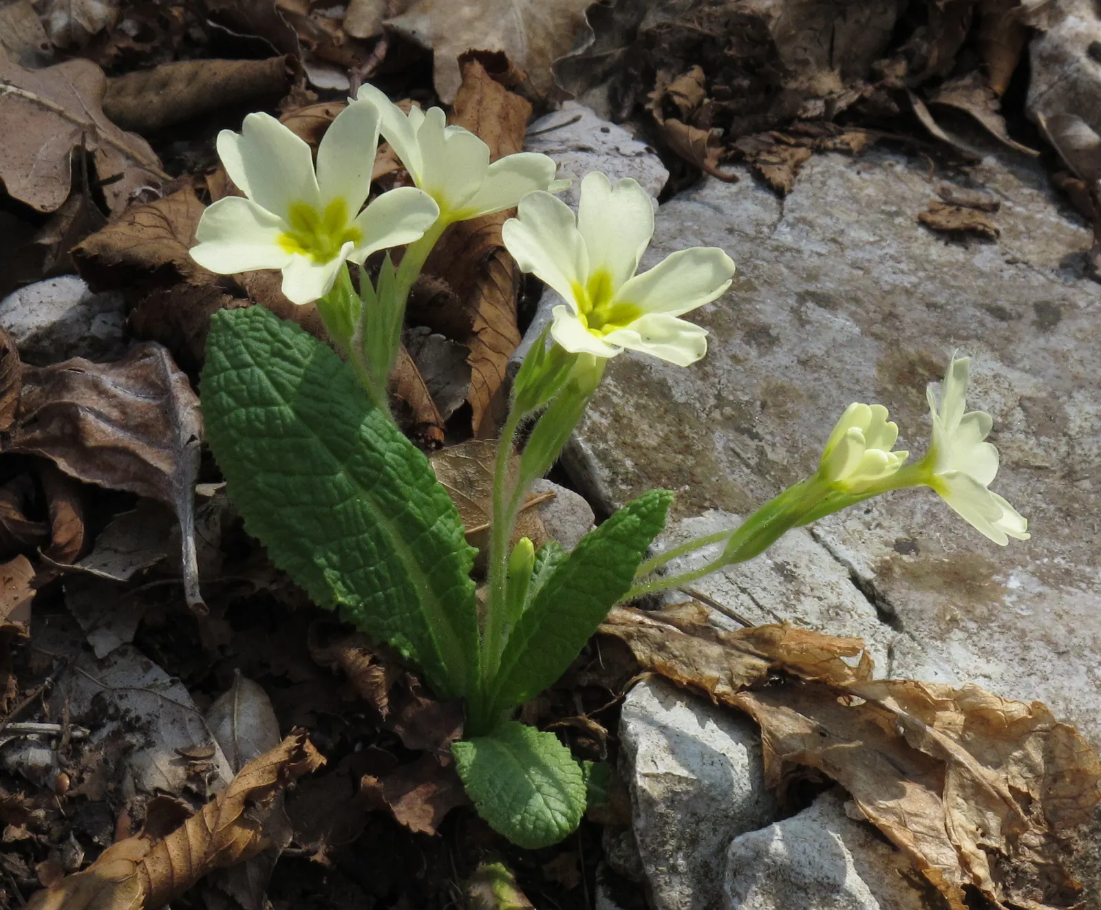 English Primrose (Primula X Polyantha) — Deadheading will encourage further blooming and maintain the plant's compact form
