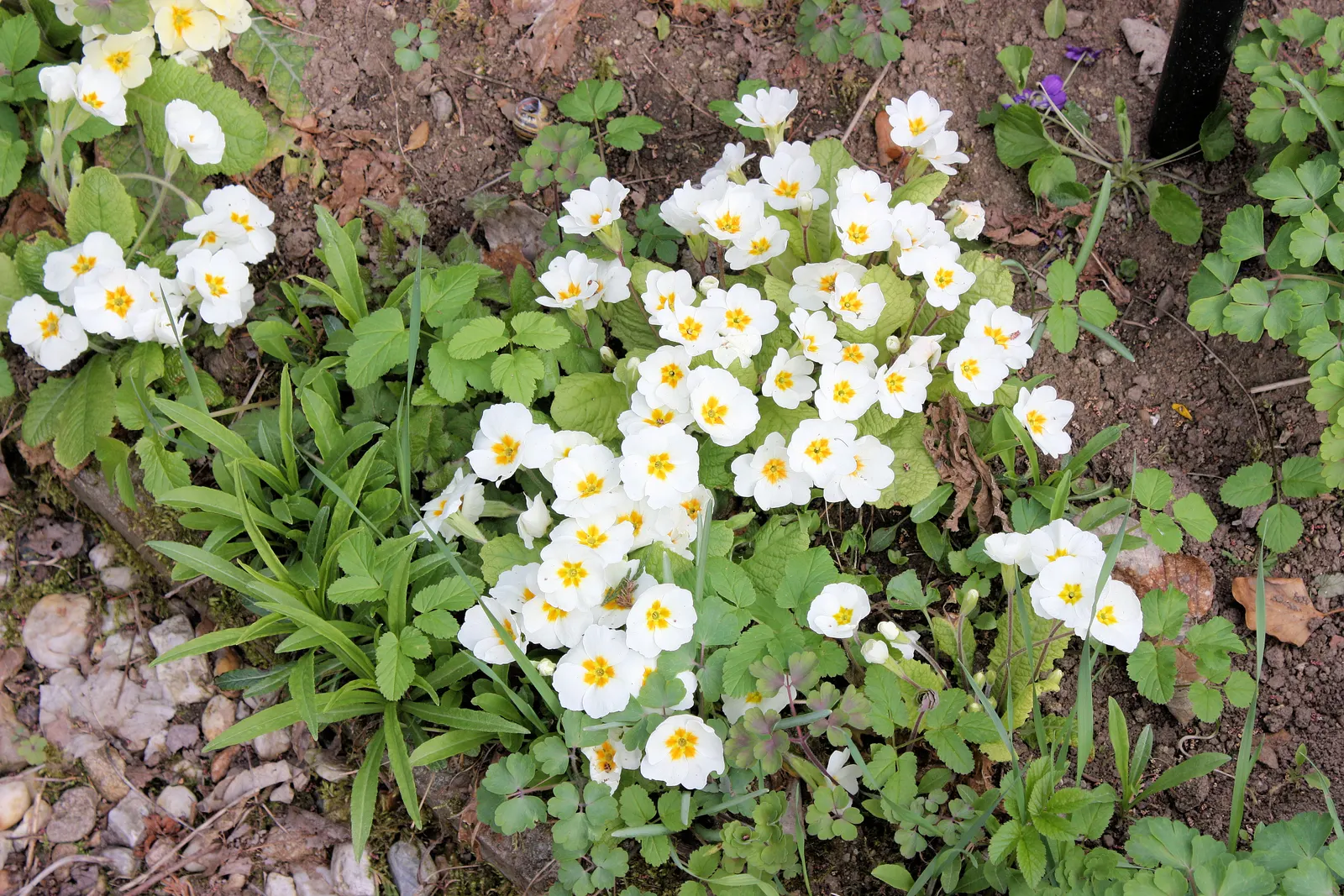 English Primrose (Primula X Polyantha) — This hardy plant prefers partial shade but can tolerate full sun in cooler climates, provided it's kept moist; hardy