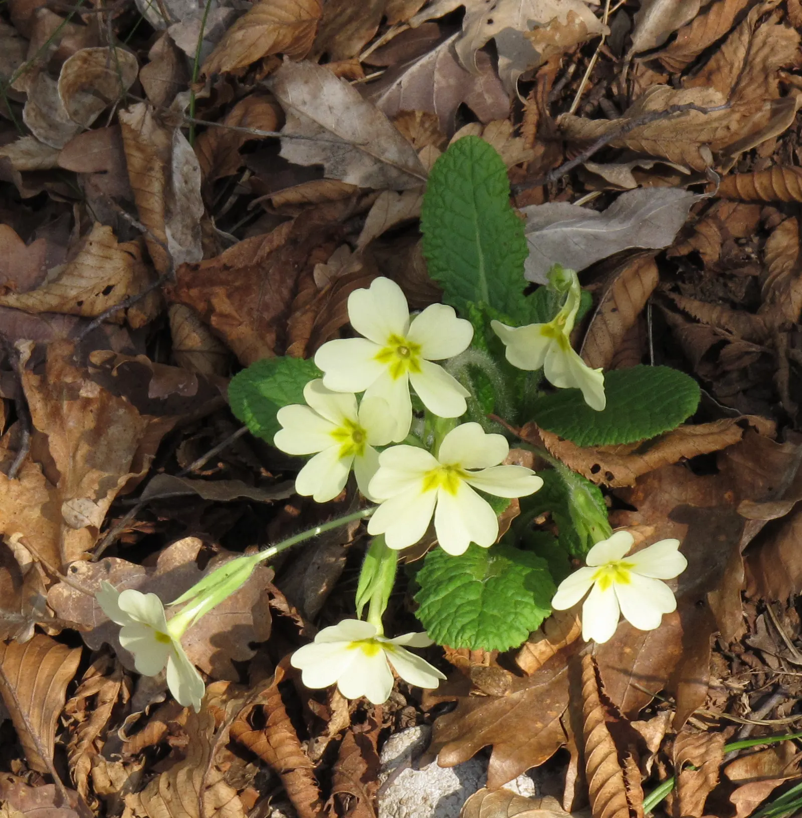 English Primrose (Primula X Polyantha) — offering a charming display of color when few other plants are in bloom