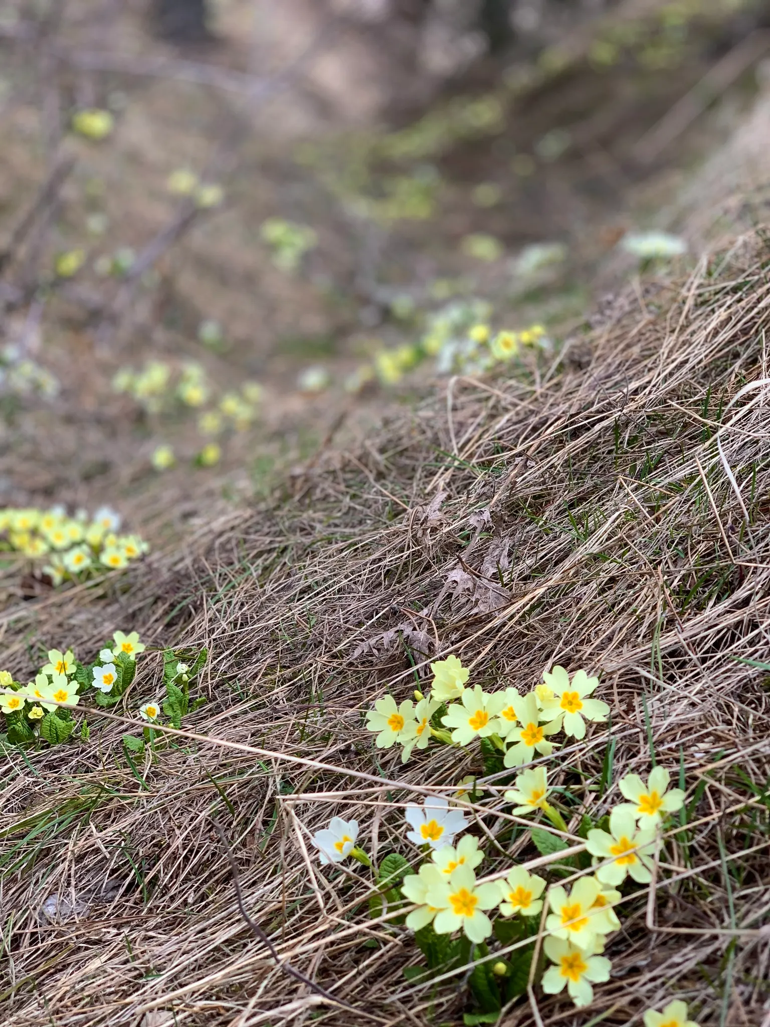 English Primrose (Primula X Polyantha) — it's non-tolerant of dry or excessively wet conditions