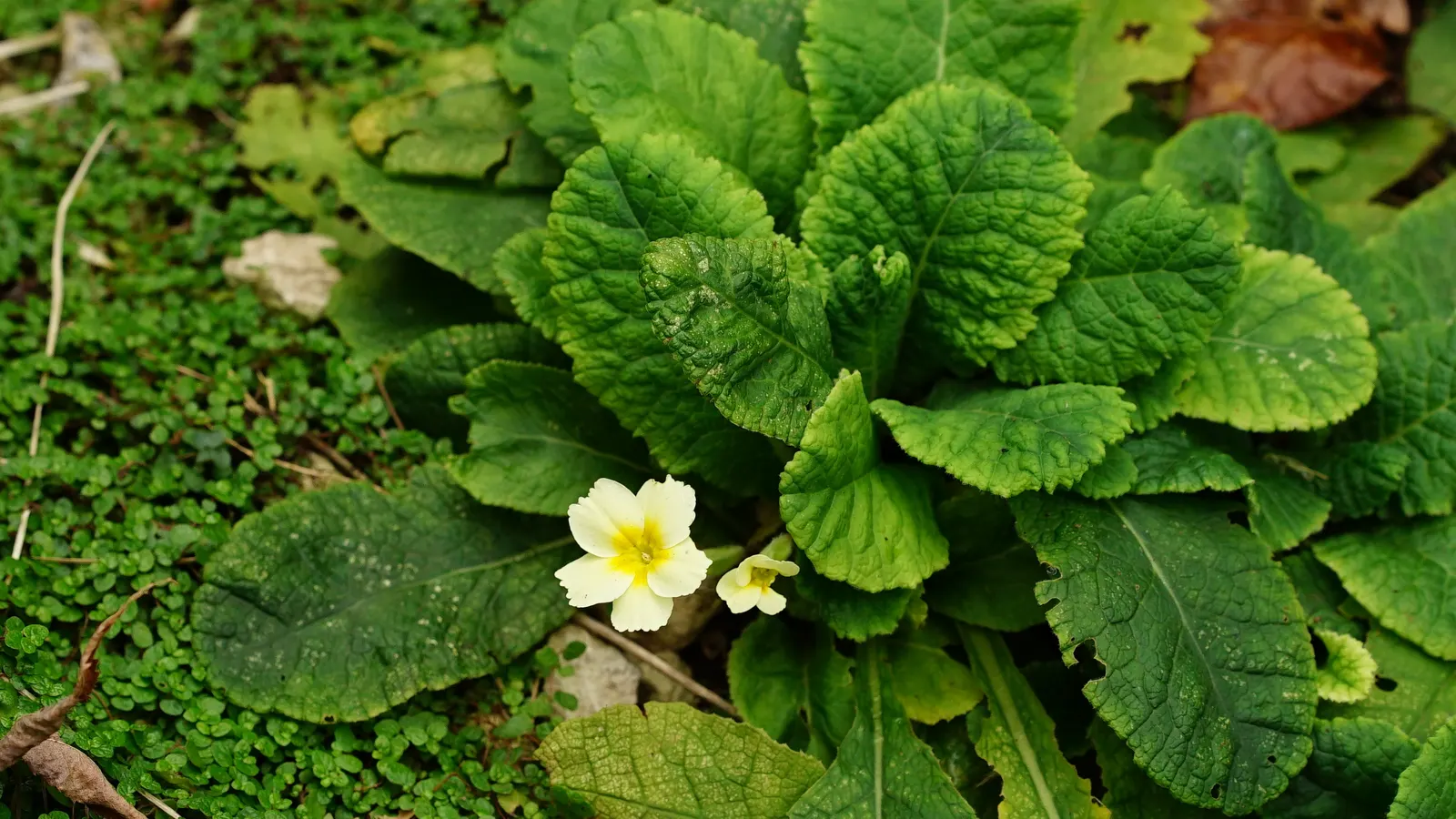 English Primrose (Primula X Polyantha) — blue flowers in the garden; <br><br>The English Primrose is notable for its rosette of oblong