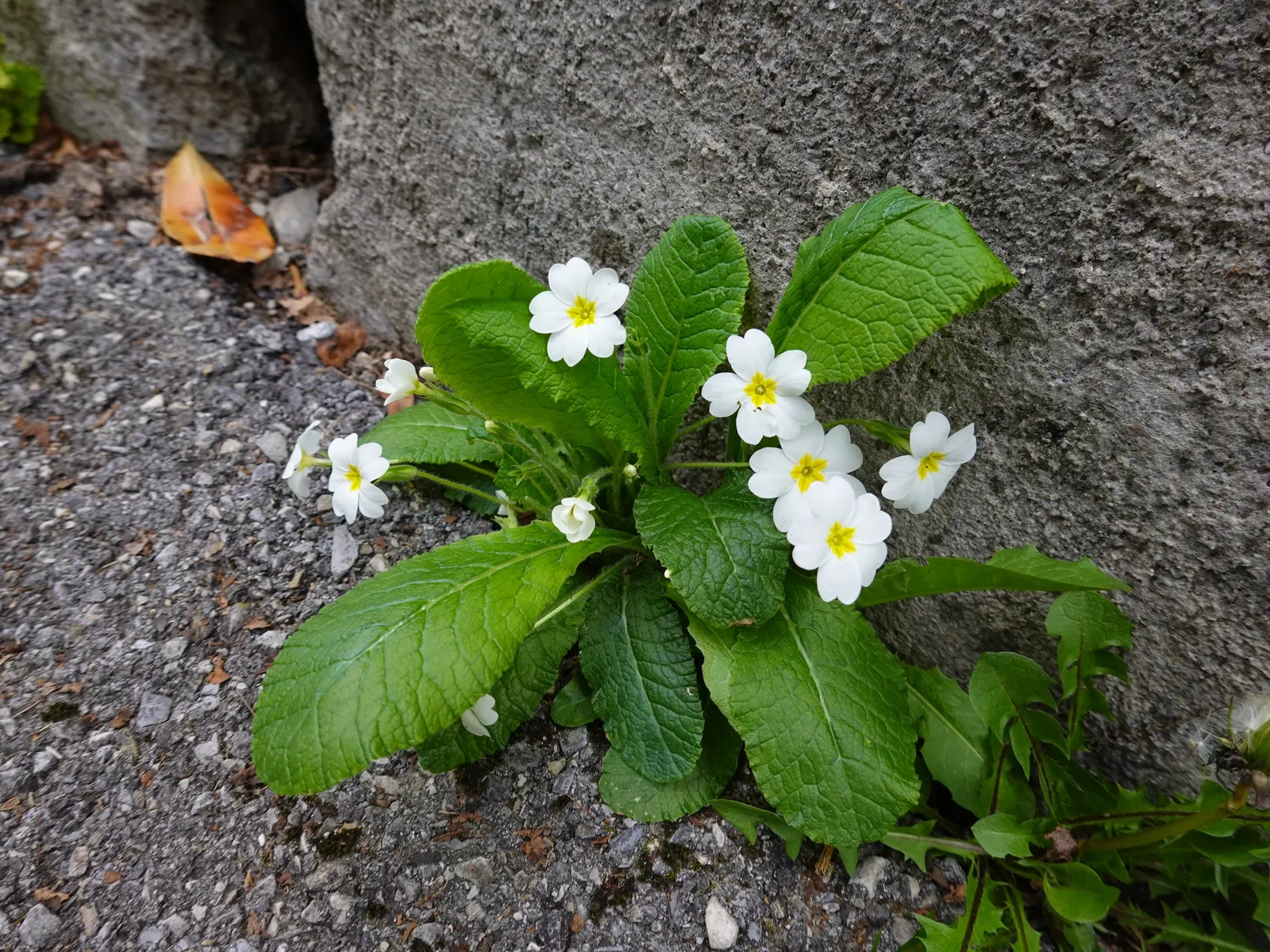 English Primrose (Primula X Polyantha) — annual / ground cover with blue blooms; plant English Primroses 6 to 12 inches apart in fertile