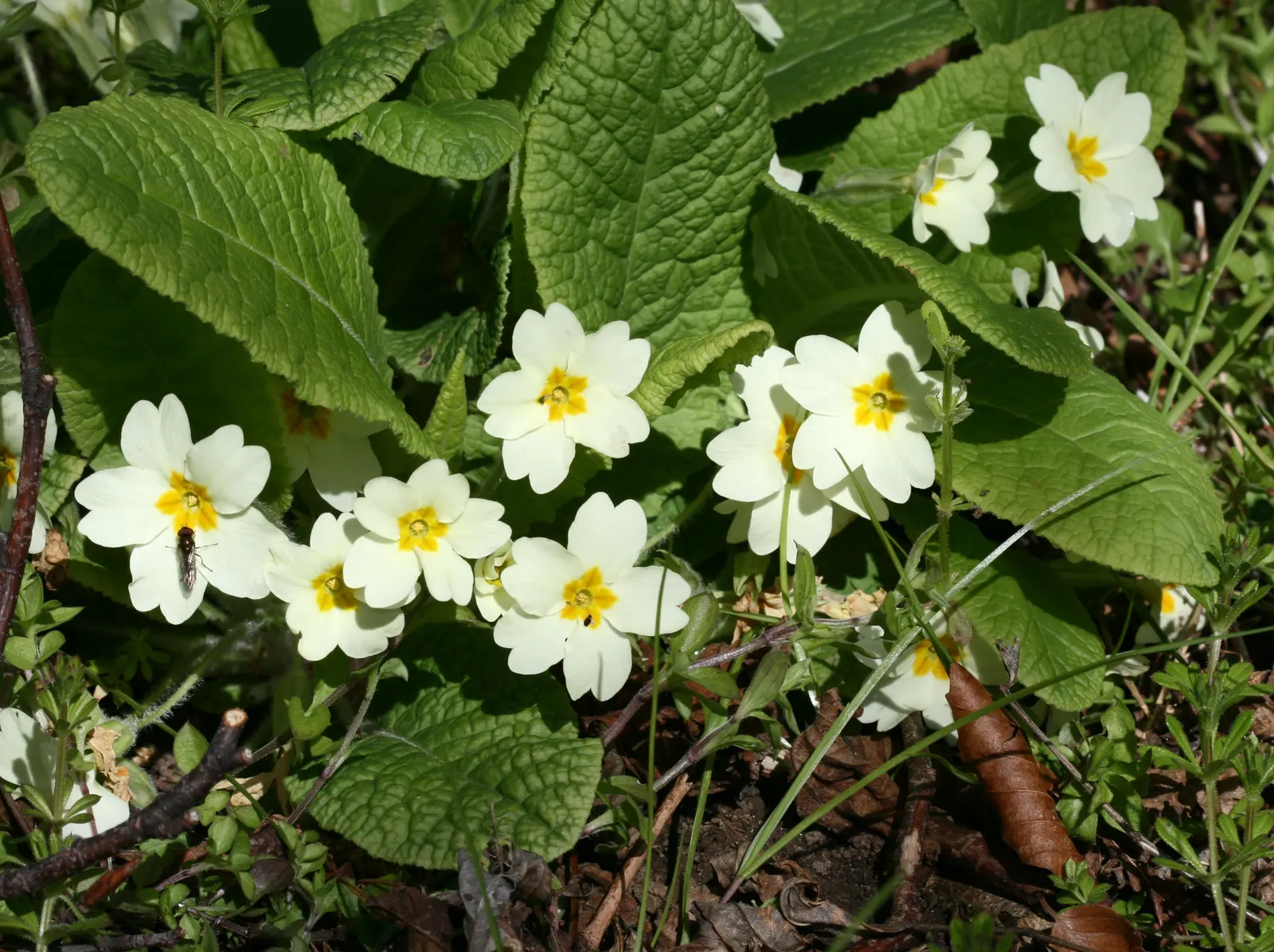 English Primrose (Primula X Polyantha) — annual / ground cover for half; so proper location and soil management are crucial for this springtime gem