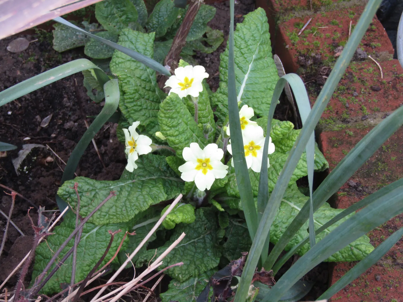 English Primrose (Primula X Polyantha) — Flourishing in zones 3-8, it reaches 6-12 inches in height and spreads about 8-12 inches; well-draining, image 165