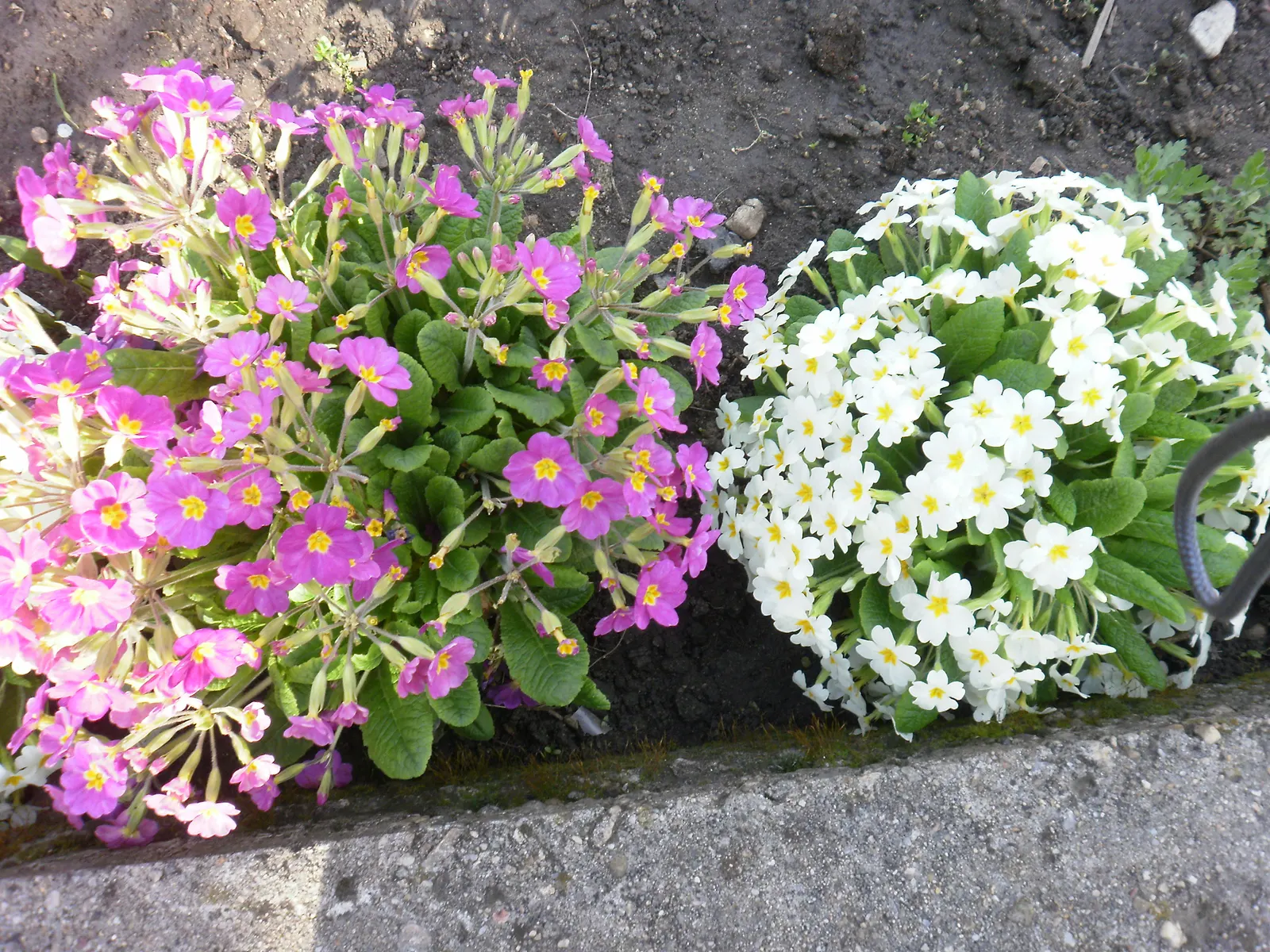 English Primrose (Primula X Polyantha) — with a variety of vibrant colors ranging from white; this lovely specimen is perfect for cottage gardens and woodland