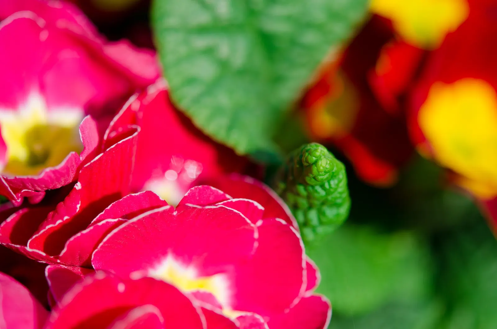 English Primrose (Primula X Polyantha) — is a vibrant perennial boasting a rainbow of hues; preferring partial shade, this early spring bloomer, image 82