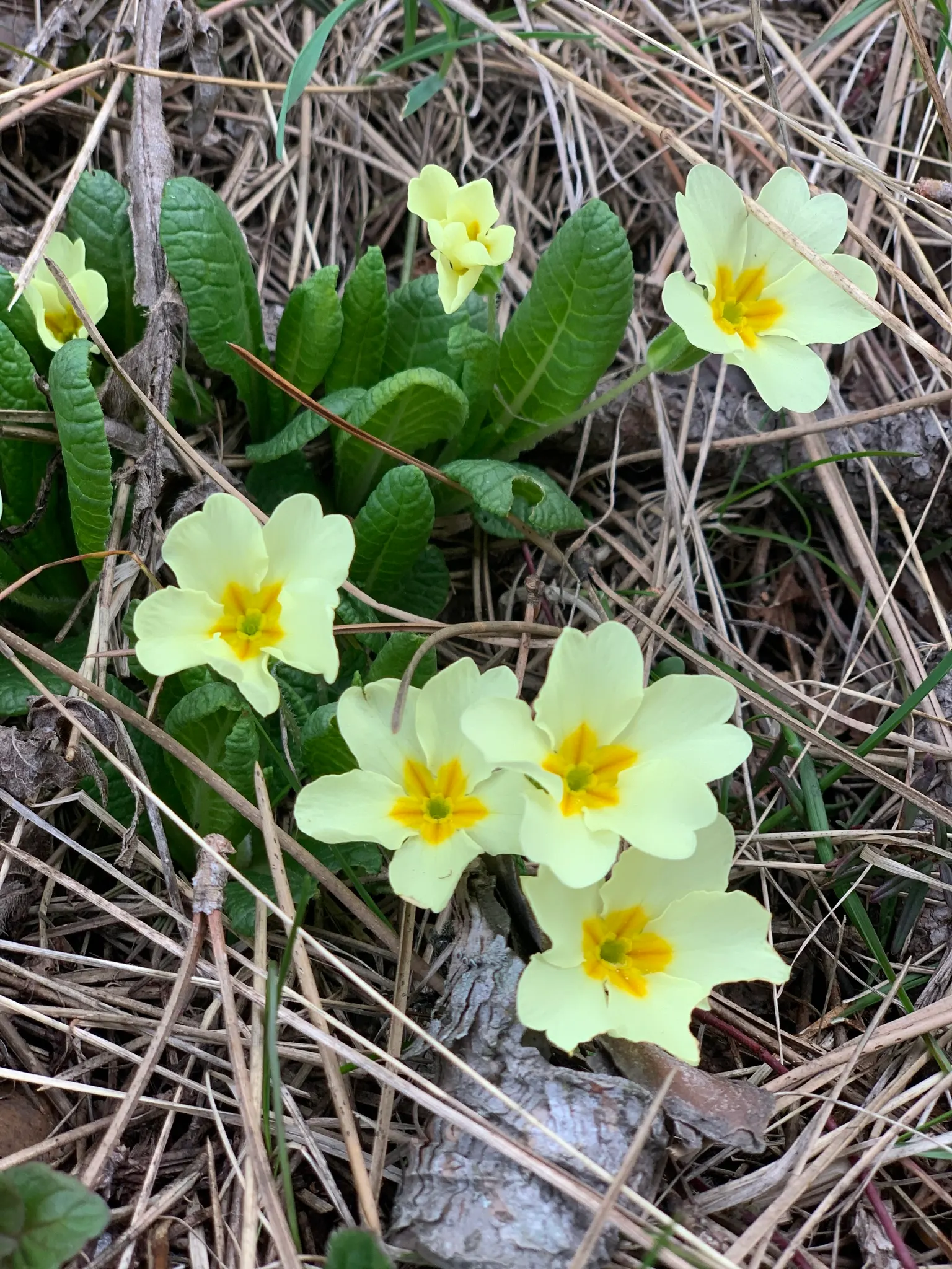 English Primrose (Primula X Polyantha) — blue flowers in the garden