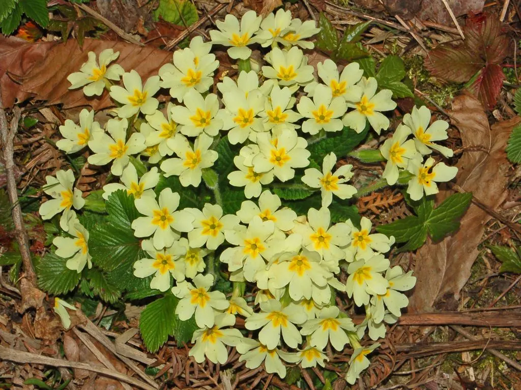 English Primrose (Primula X Polyantha) — annual / ground cover with blue blooms