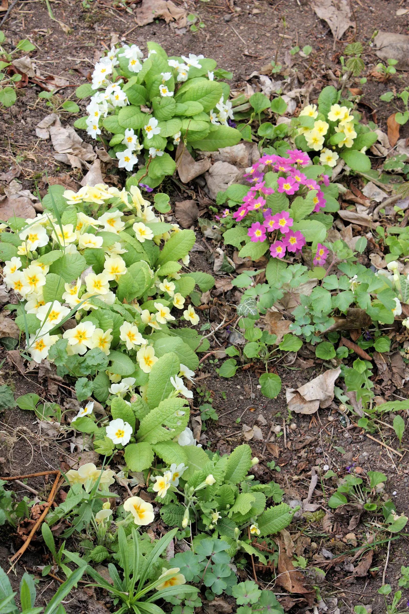 English Primrose (Primula X Polyantha) — It boasts clusters of 0.75 to 1-inch-wide flowers perched atop slender stems, image 41