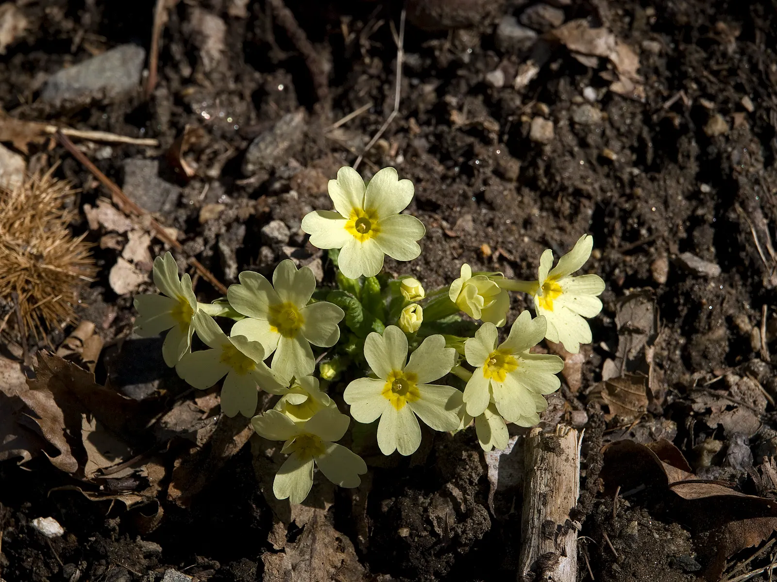 English Primrose (Primula X Polyantha) — with a variety of vibrant colors ranging from white; this lovely specimen is perfect for cottage gardens, image 96