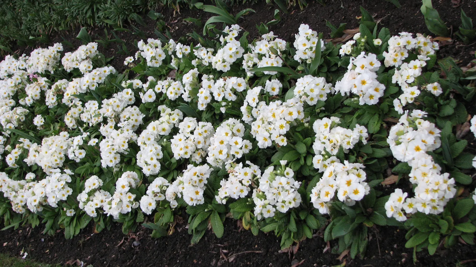 English Primrose (Primula X Polyantha) — annual / ground cover with blue blooms; plant English Primroses 6 to 12 inches apart in fertile, image 80