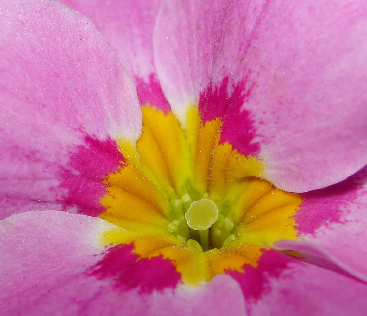 English Primrose (Primula X Polyantha) — Flourishing in zones 3-8, it reaches 6-12 inches in height and spreads about 8-12 inches; well-draining, image 84