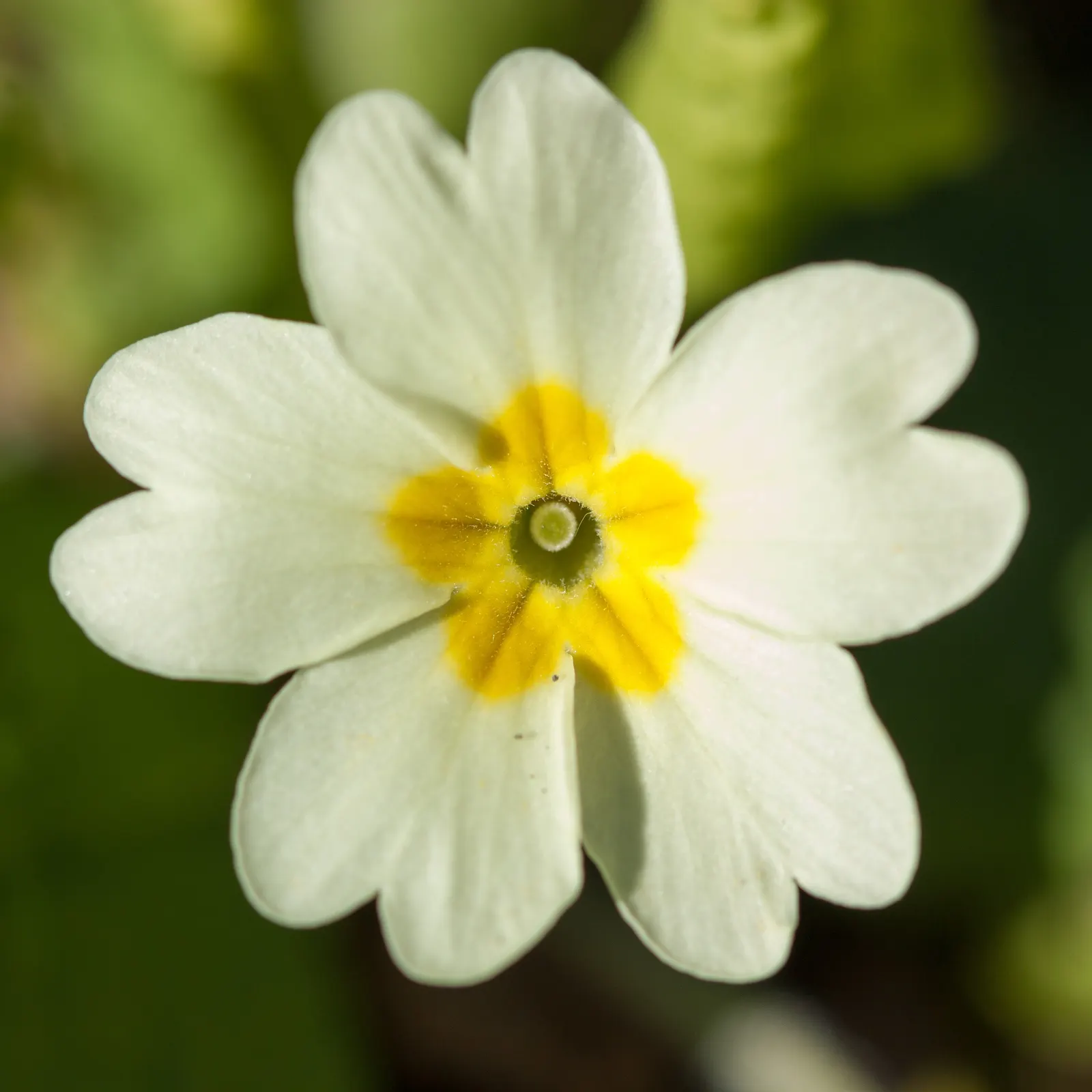 English Primrose (Primula X Polyantha) — offering a charming display of color when few other plants are in bloom; and red to purple and yellow.<br><br>For the