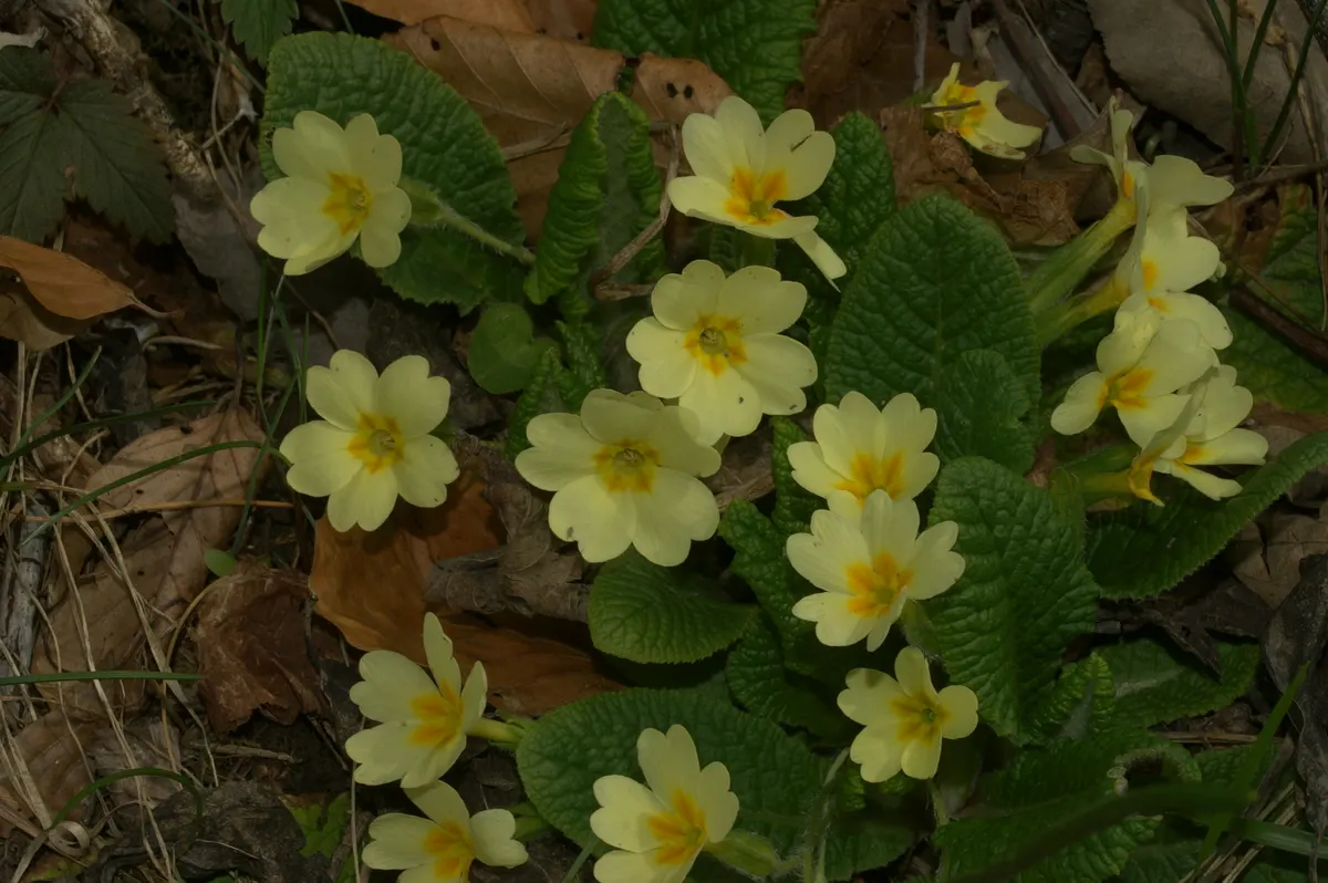 English Primrose (Primula X Polyantha) — ranging from white to deep violet; measuring about 4 to 6 inches in length