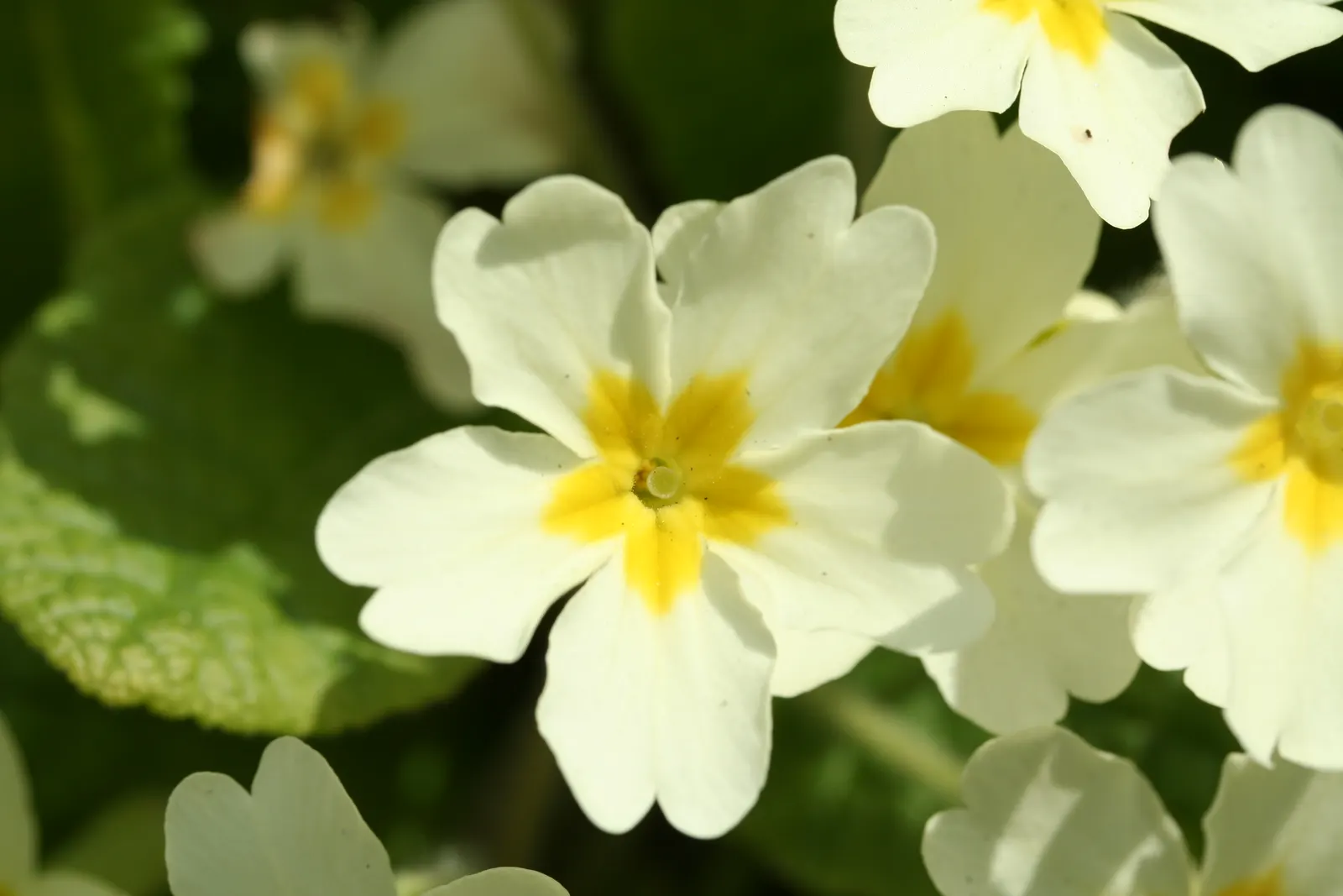 English Primrose (Primula X Polyantha) — well-draining soil with a pH between 6.0 and 7.0; with a variety of vibrant colors ranging from white