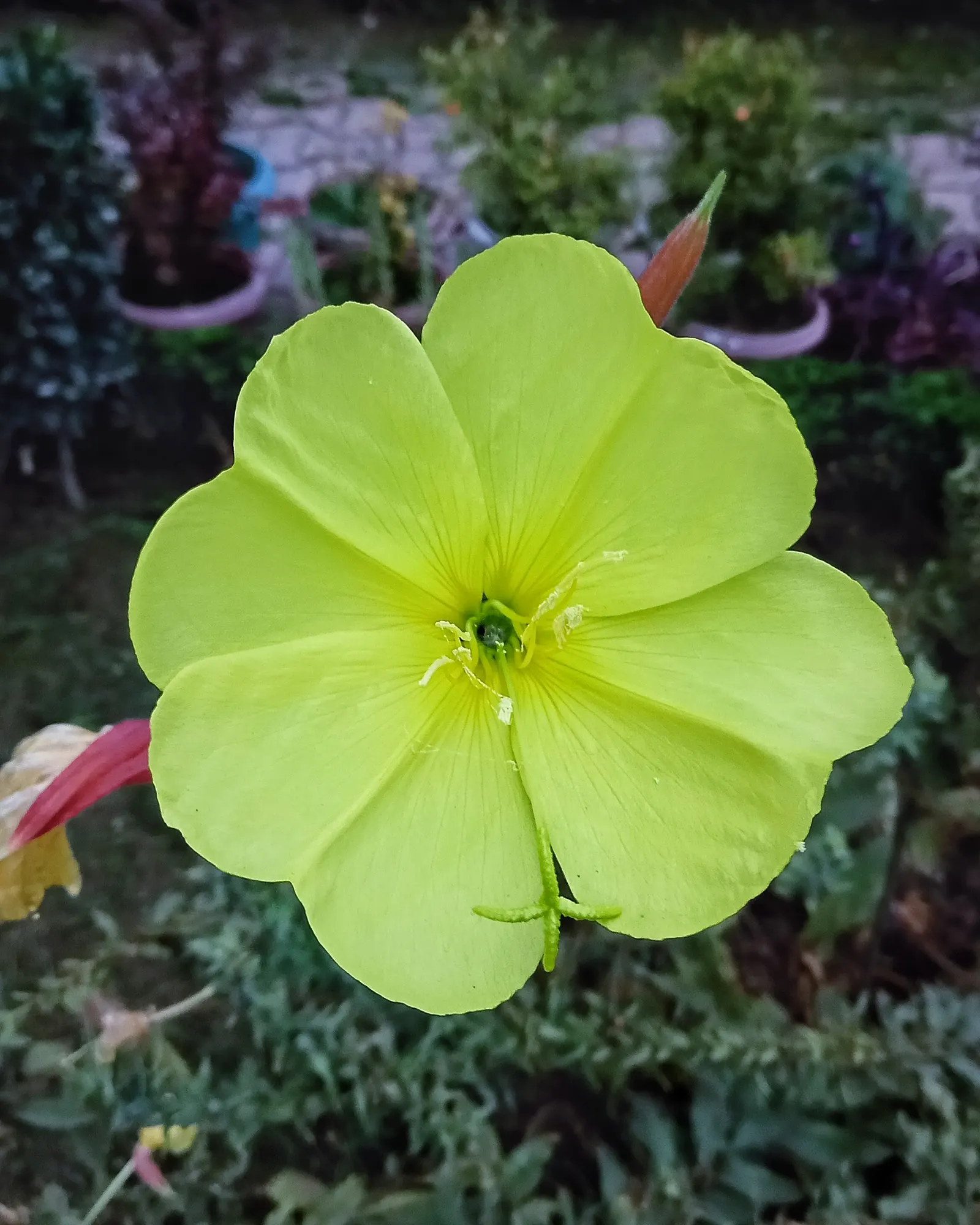 English Primrose (Primula X Polyantha) — is a perennial favorite that adds a burst of color to early spring landscapes; frequent watering is pivotal