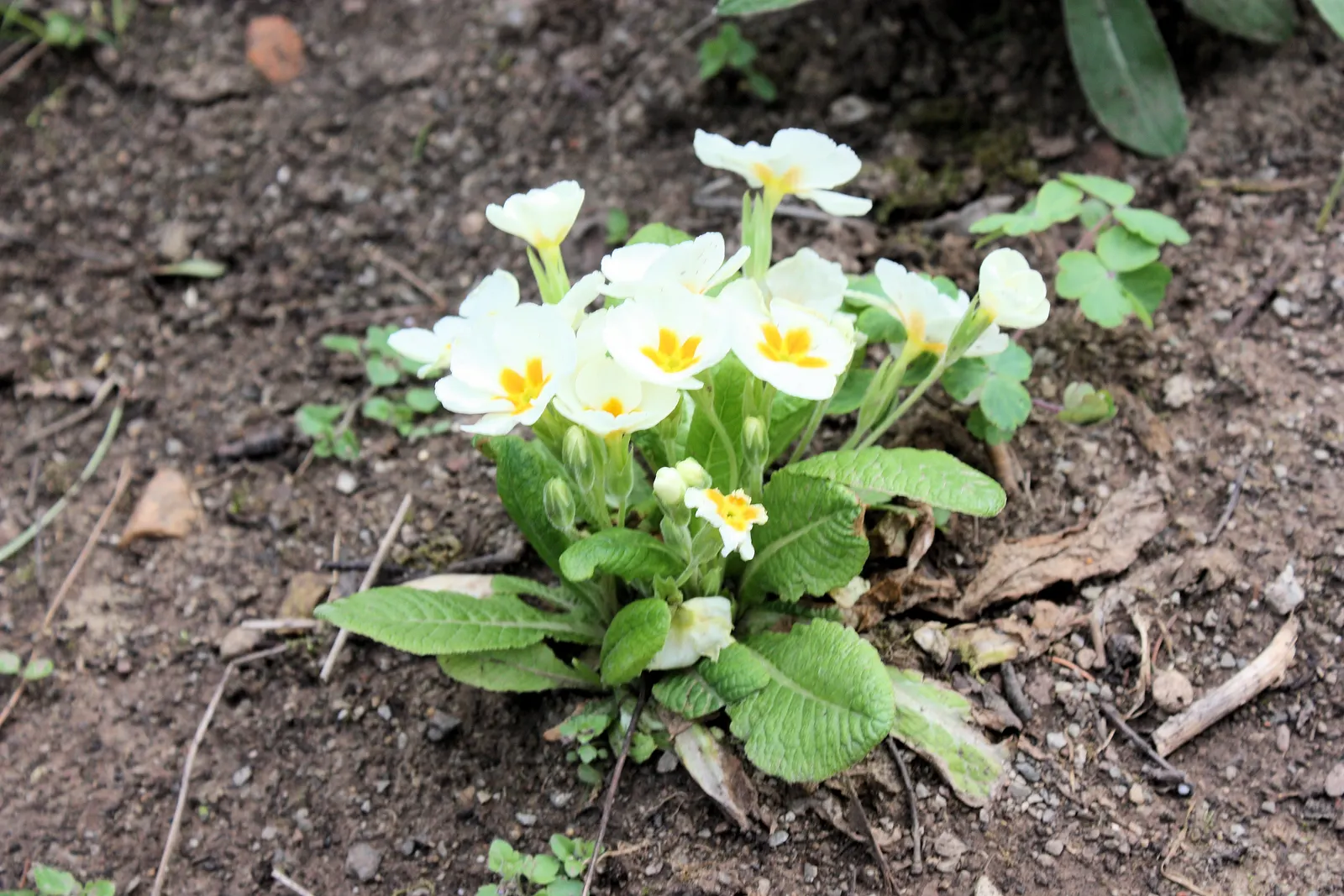 English Primrose (Primula X Polyantha) — making it an excellent ground cover or border plant; is a perennial favorite that adds a burst of color to early