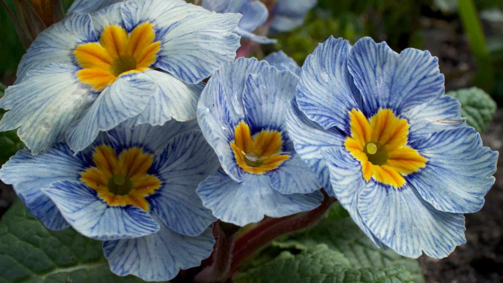English Primrose (Primula X Polyantha) — It boasts clusters of 0.75 to 1-inch-wide flowers perched atop slender stems, image 95