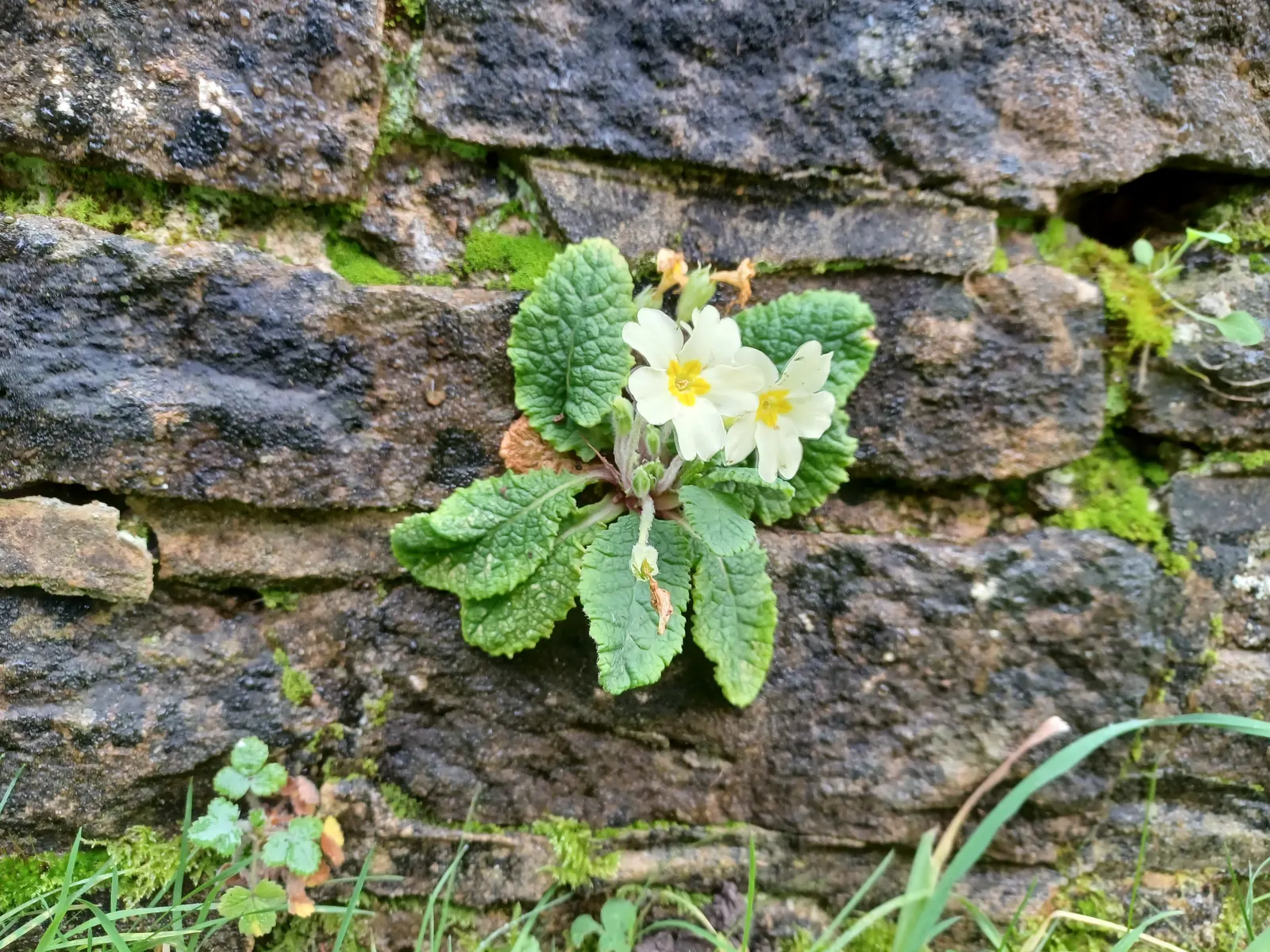 English Primrose (Primula X Polyantha) — it's non-tolerant of dry or excessively wet conditions, image 50