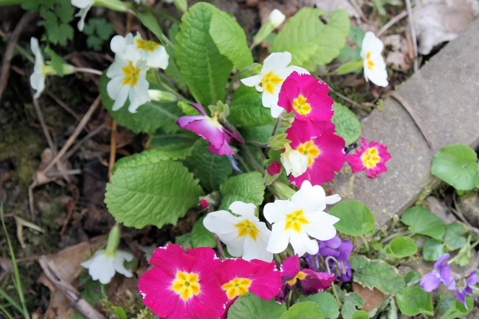 English Primrose (Primula X Polyantha) — Deadheading will encourage further blooming and maintain the plant's compact form; ranging from white to deep violet