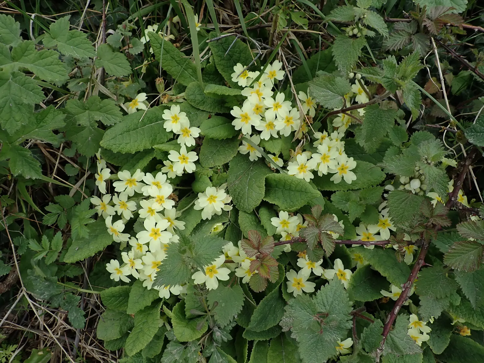 English Primrose (Primula X Polyantha) — so proper location and soil management are crucial for this springtime gem