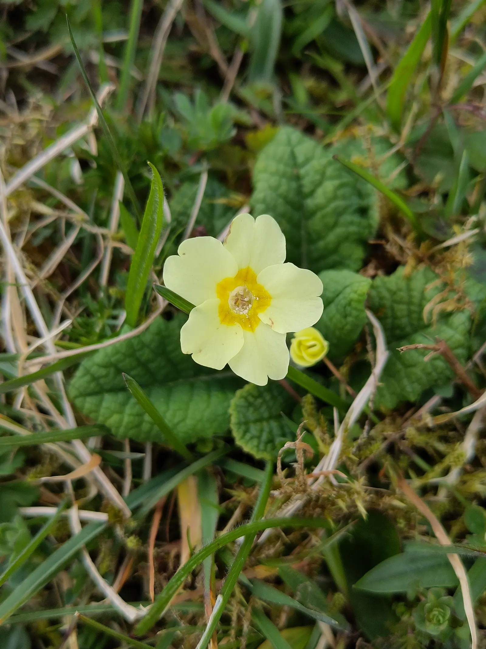 English Primrose (Primula X Polyantha) — plant English Primroses 6 to 12 inches apart in fertile; a hybrid of Primula vulgaris and Primula veris, it typically