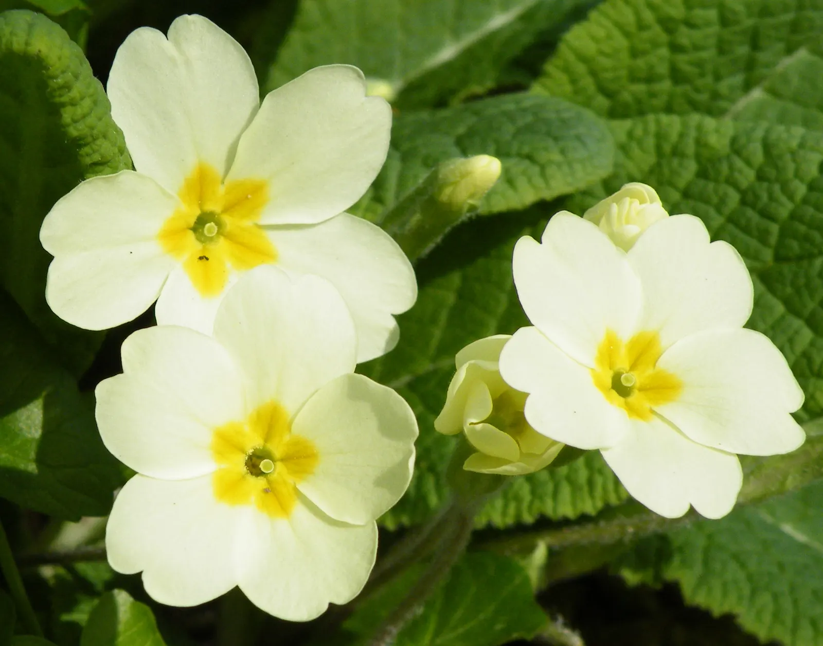 English Primrose (Primula X Polyantha) — is a vibrant perennial boasting a rainbow of hues; preferring partial shade, this early spring bloomer requires