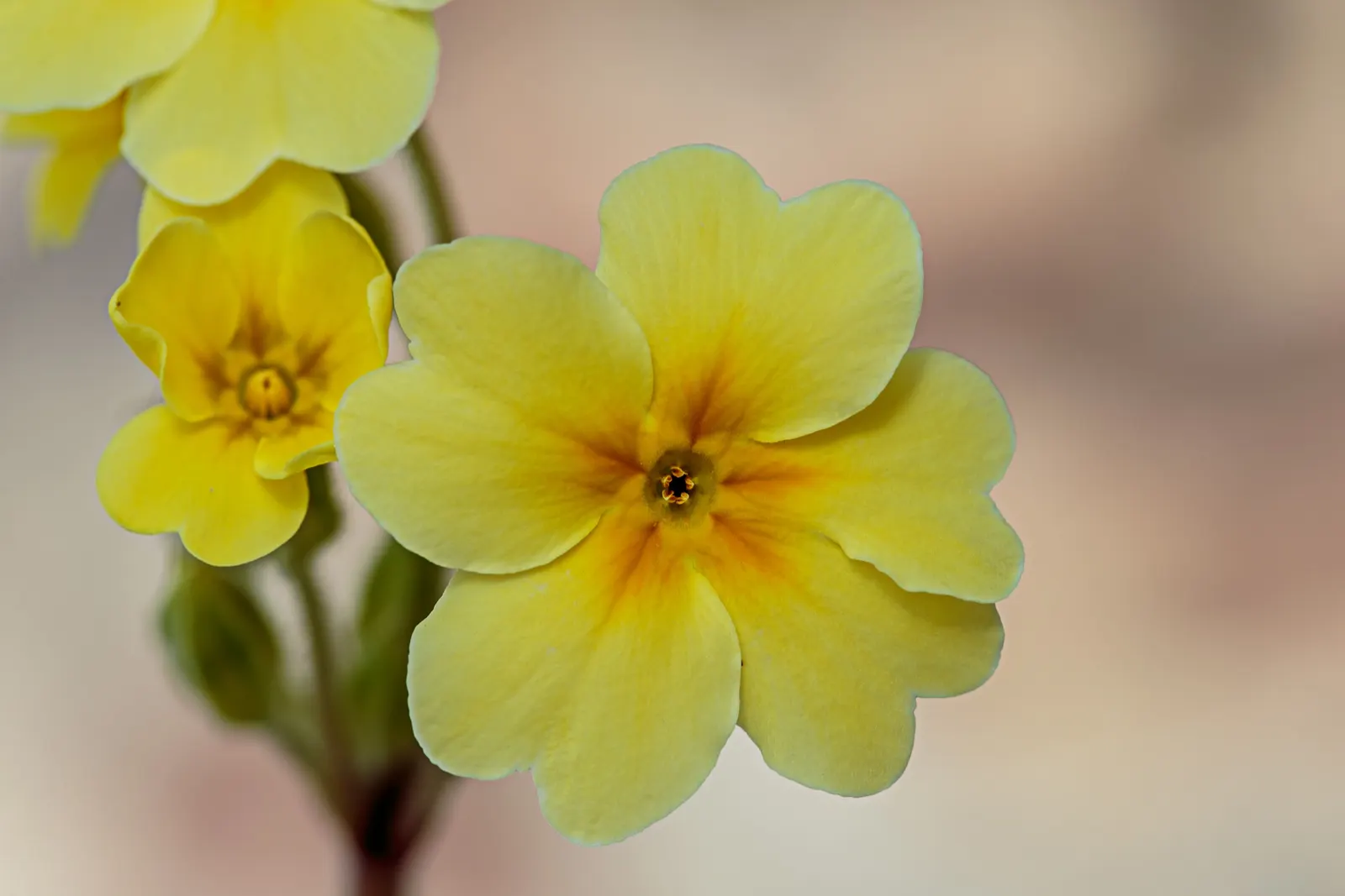 English Primrose (Primula X Polyantha) — Frequent watering is pivotal, especially during dry spells; offering a charming display of color when few other plants