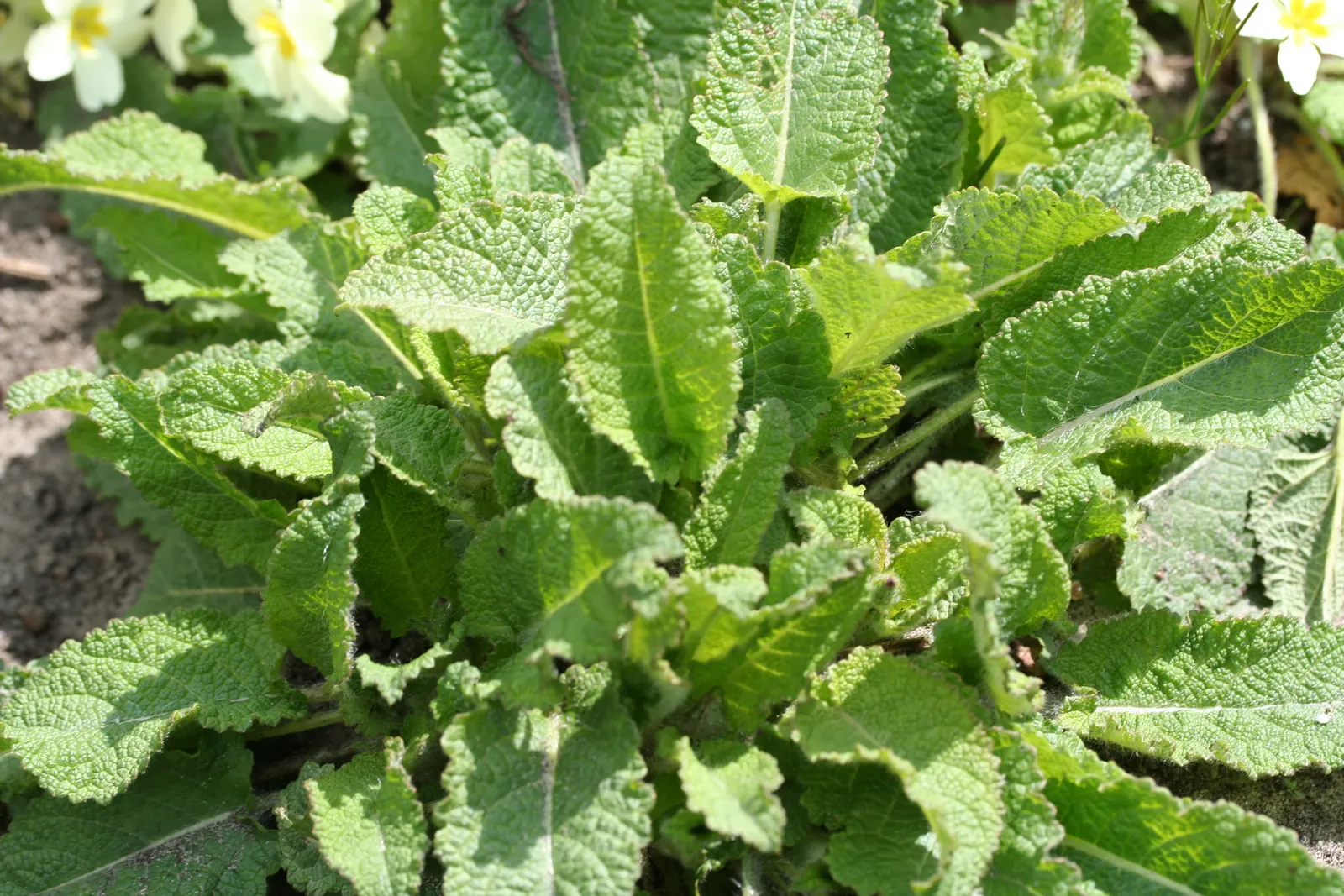 English Primrose (Primula X Polyantha) — Hardy and low-maintenance, it adds a charming pop of color; the plant reaches a modest height of 6 to 12 inches with
