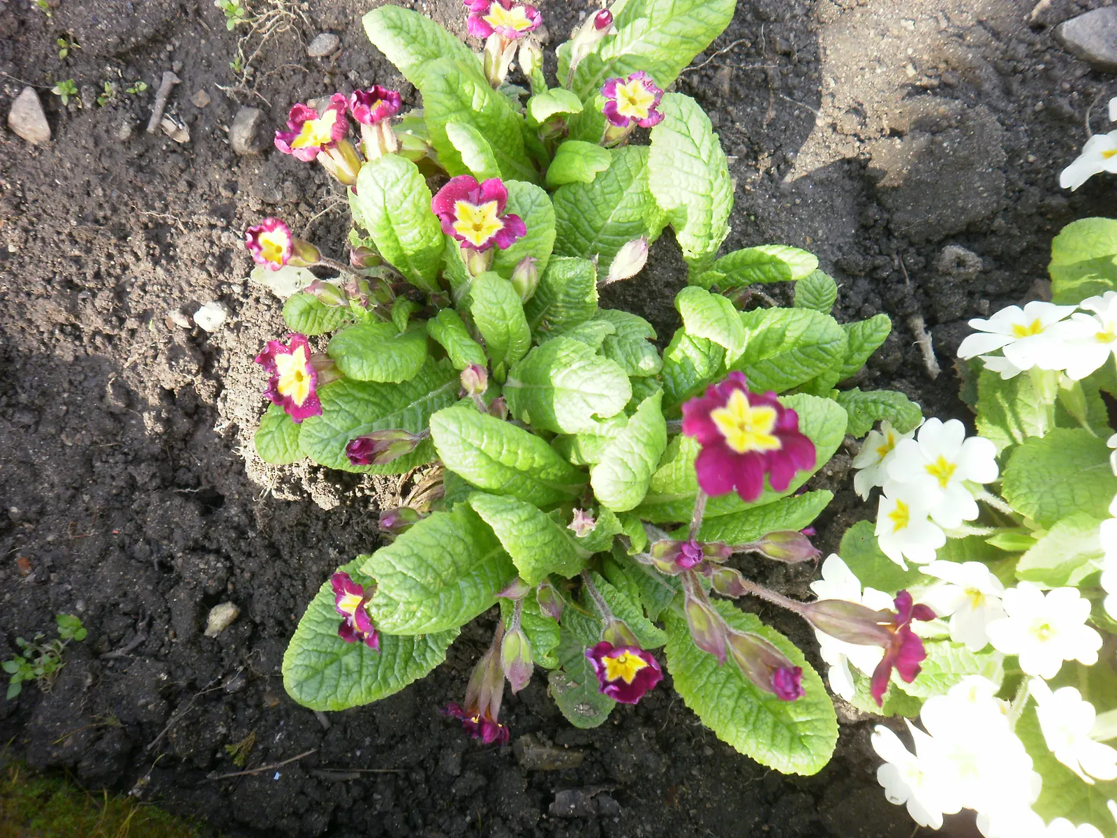 English Primrose (Primula X Polyantha) — measuring about 4 to 6 inches in length; deadheading will encourage further blooming and maintain the plant's compact